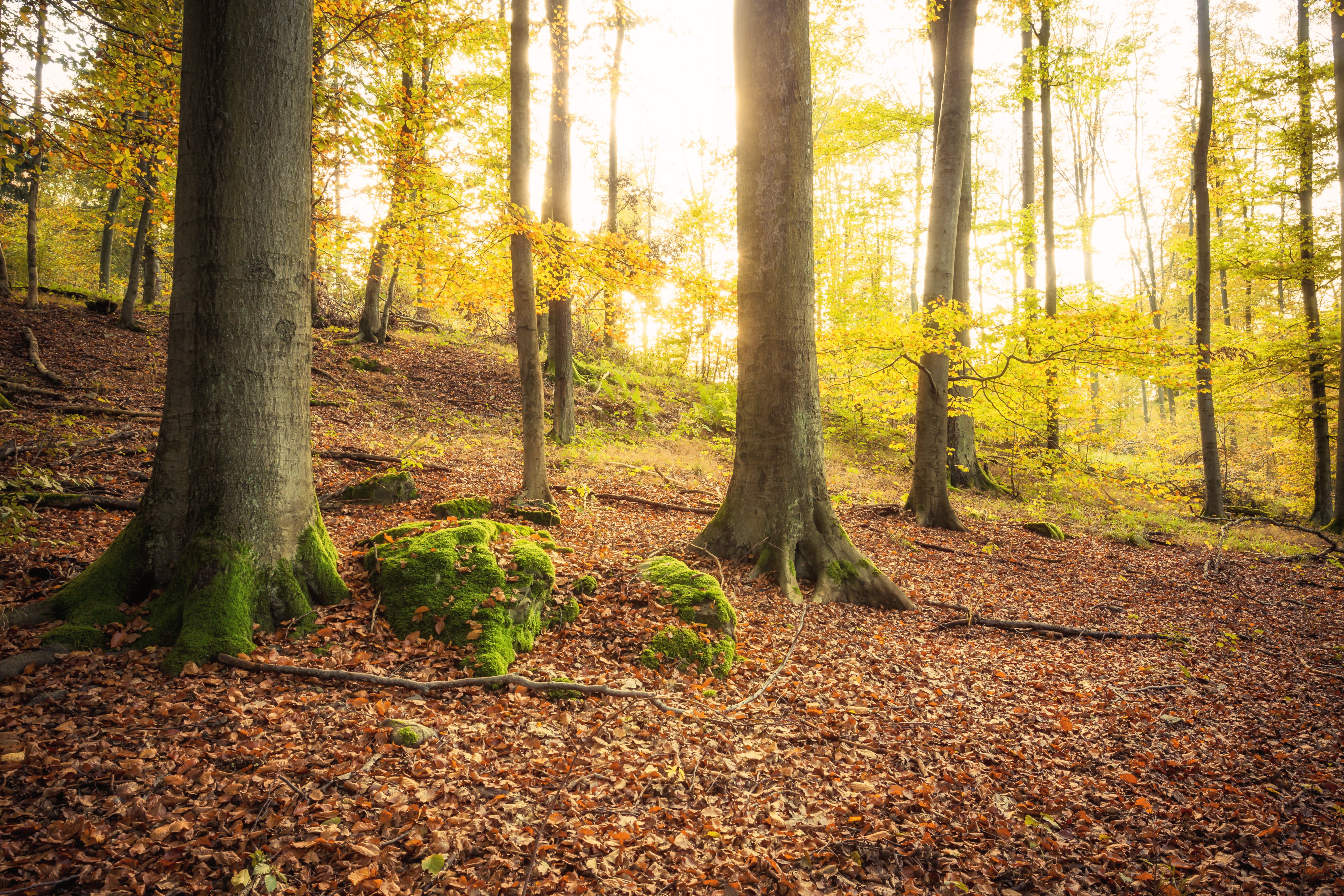 blätter, season, autumn, beauty In Nature, sunbeam, wood, 5K, leaf, blatt, 6d, green, forest, nature, Herbst, woodland, green Color, landscape, trees, HD Wallpaper