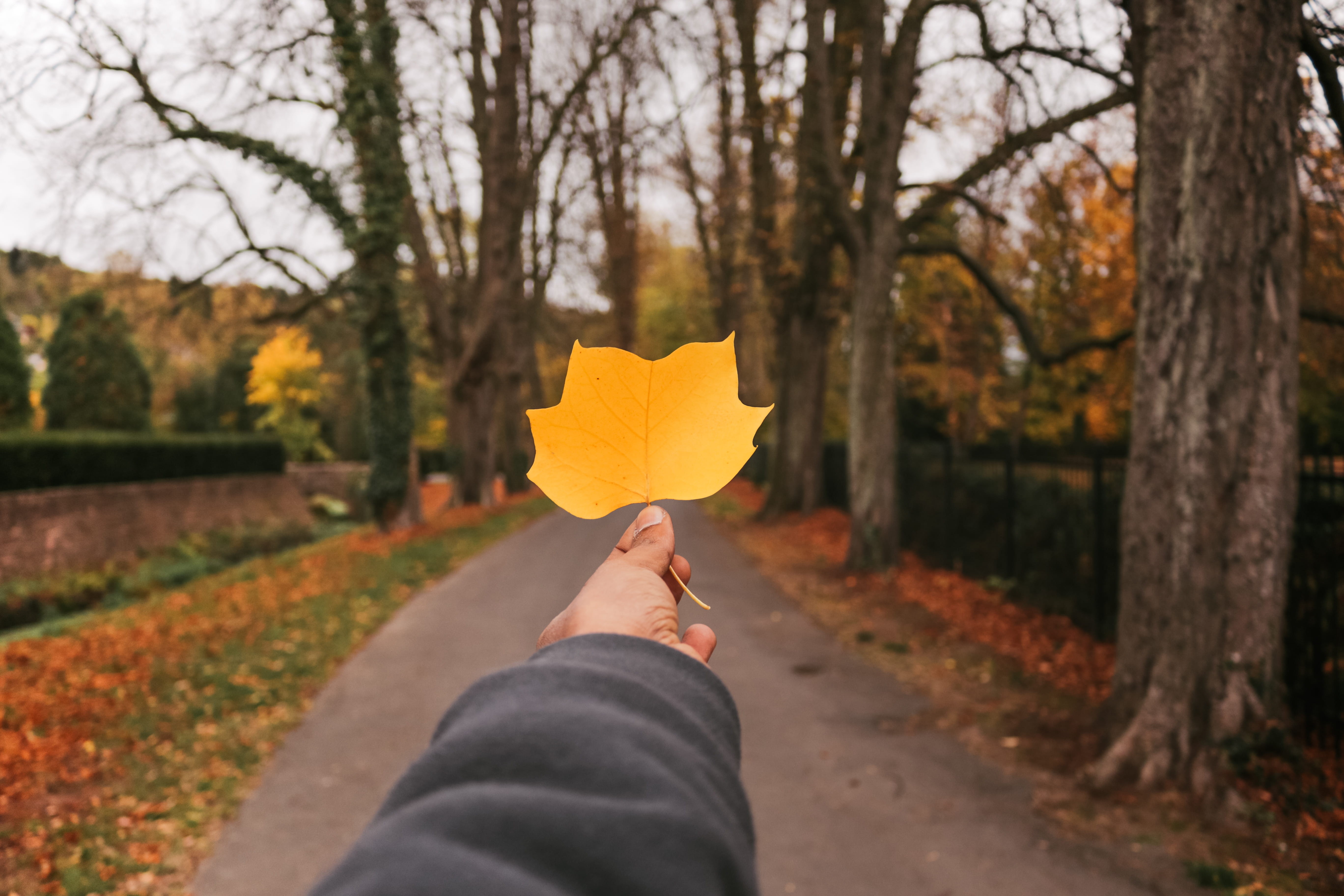 nature, real people, autumn, fall, plant part, outdoors, personal perspective, trunk, büdingen, one person, leaf, 5K, herbst, hd, gold, change, HD Wallpaper