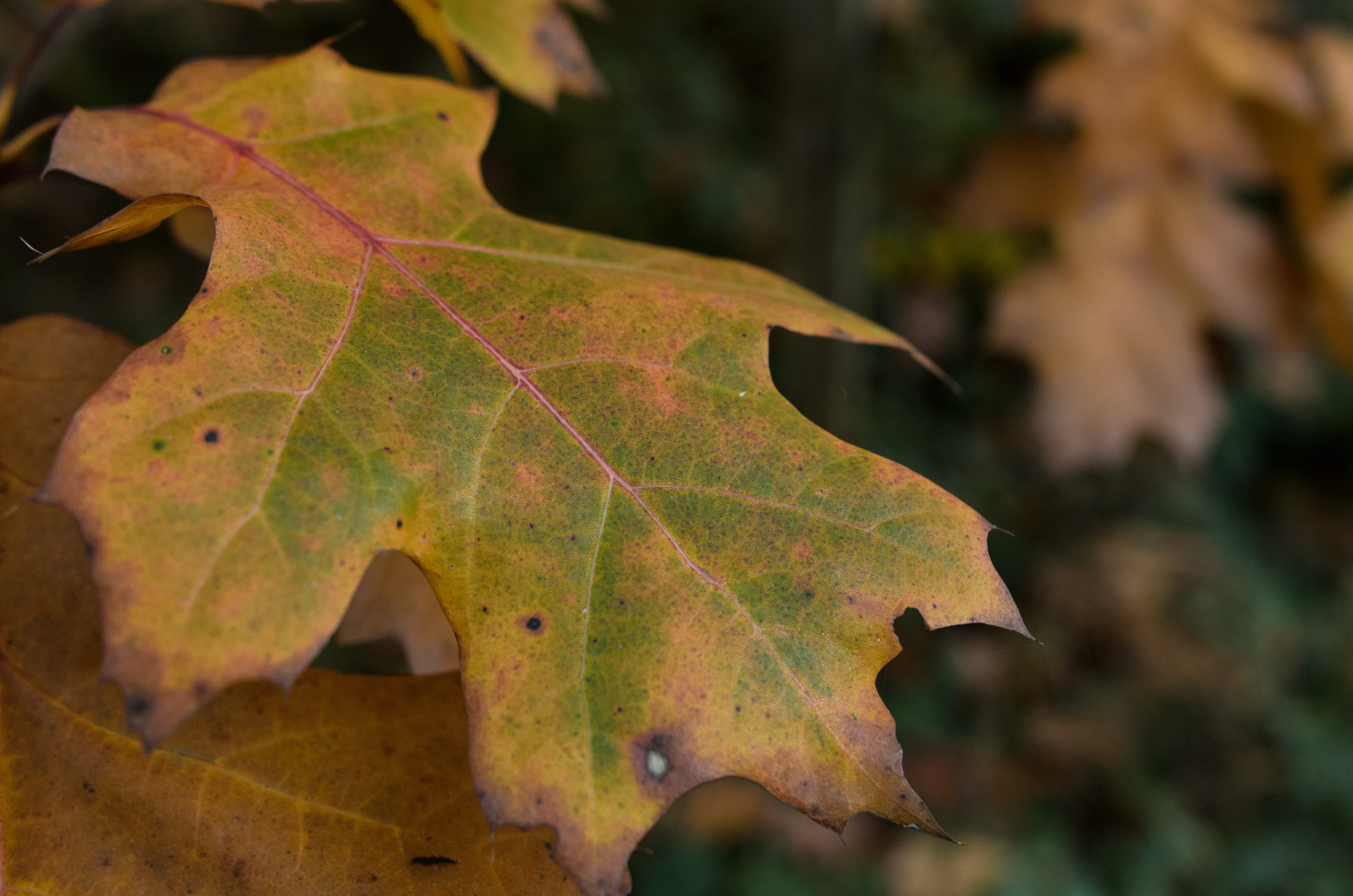 nature, day, tree, change, close-up, leaf, macro, leaf vein, colorful, leaves, autumn, plant part, closeup, beauty in nature, no people, fall, höst, forest, HD Wallpaper