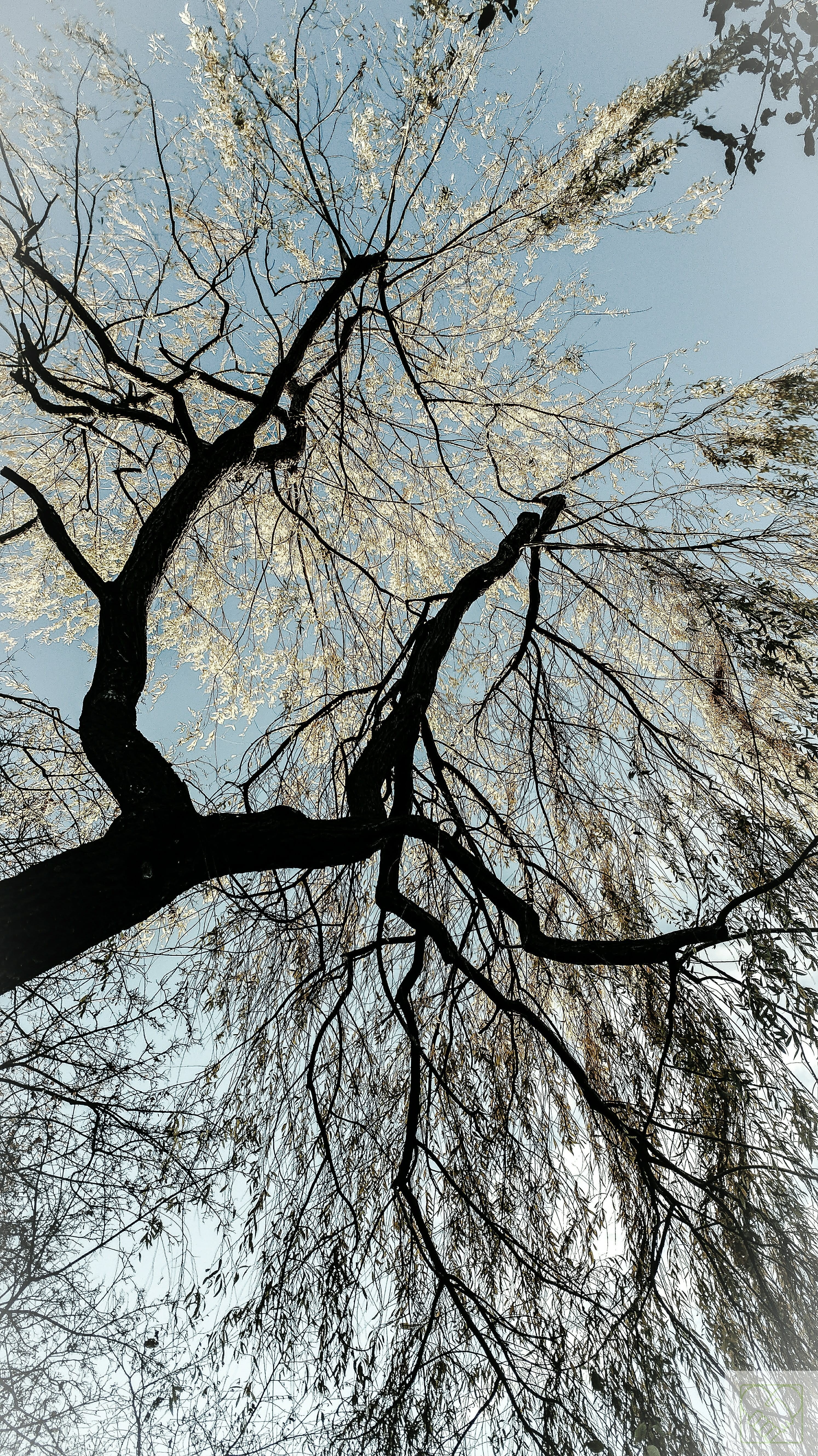 outdoors, dach, himmel, no people, herbst, growth, full frame, plant, scenics - nature, beauty in nature, low angle view, sky, wald, blätter, branch, weide, Phone HD Wallpaper
