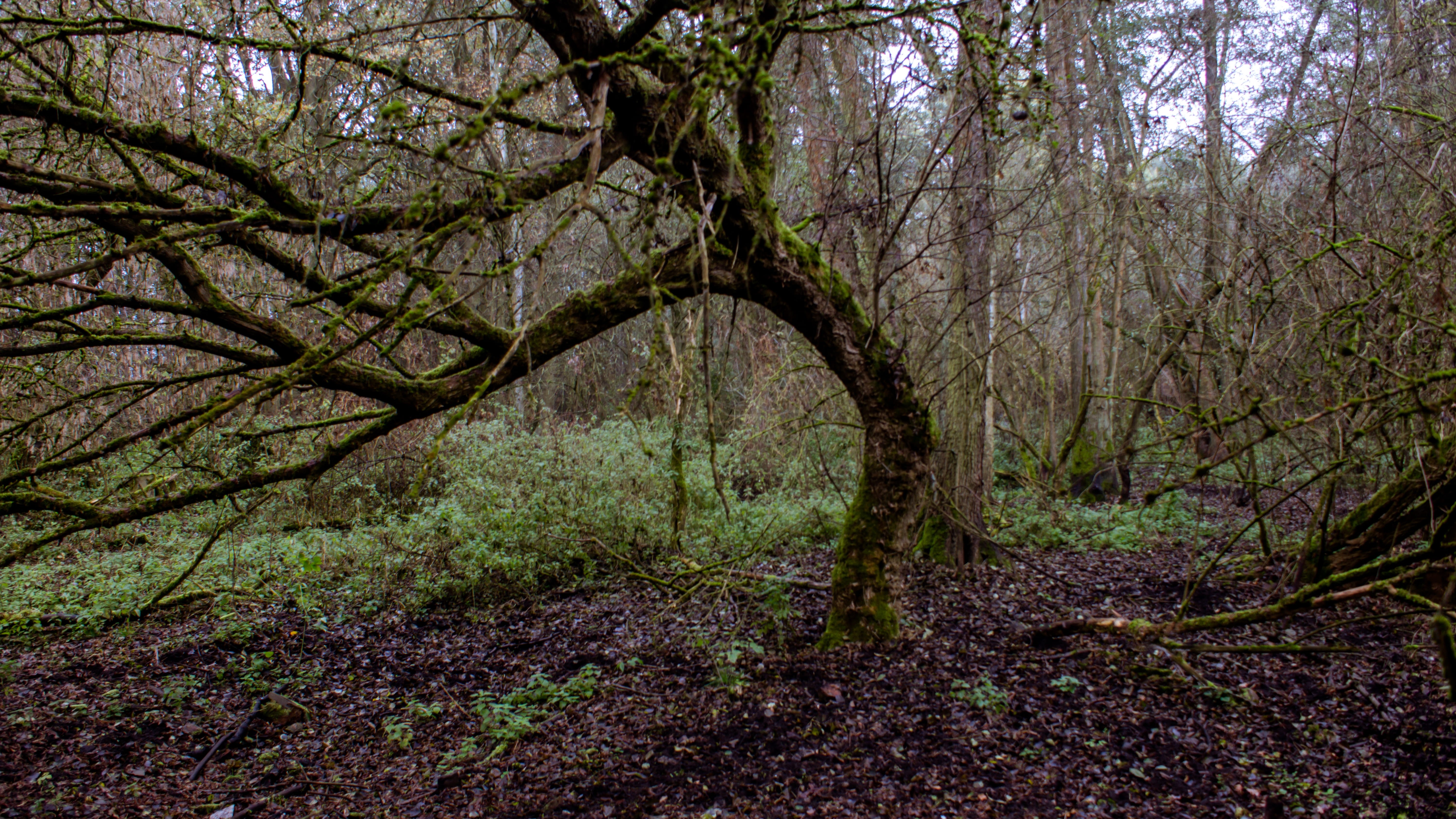 beauty in nature, bare tree, wood, woodland, plant, no people, land, tree trunk, rangsdorf, day, nature, outdoors, tree, non-urban scene, scenics - nature, HD Wallpaper