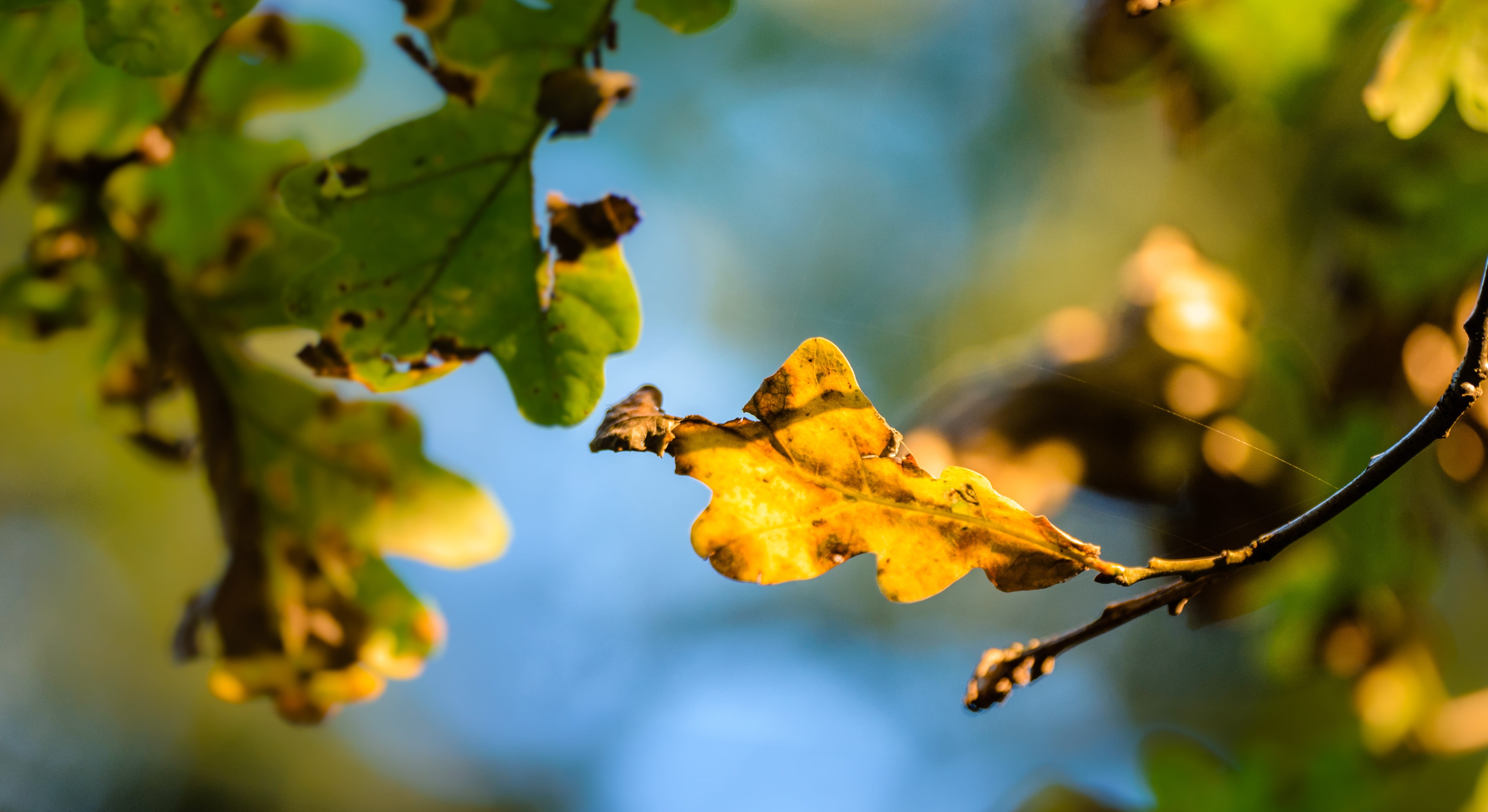 focus on foreground, beauty in nature, autumn, yellow, sunlight, höst, leafs, green color, plant part, herbst, green, no people, dried, fall, leaves, growth, HD Wallpaper