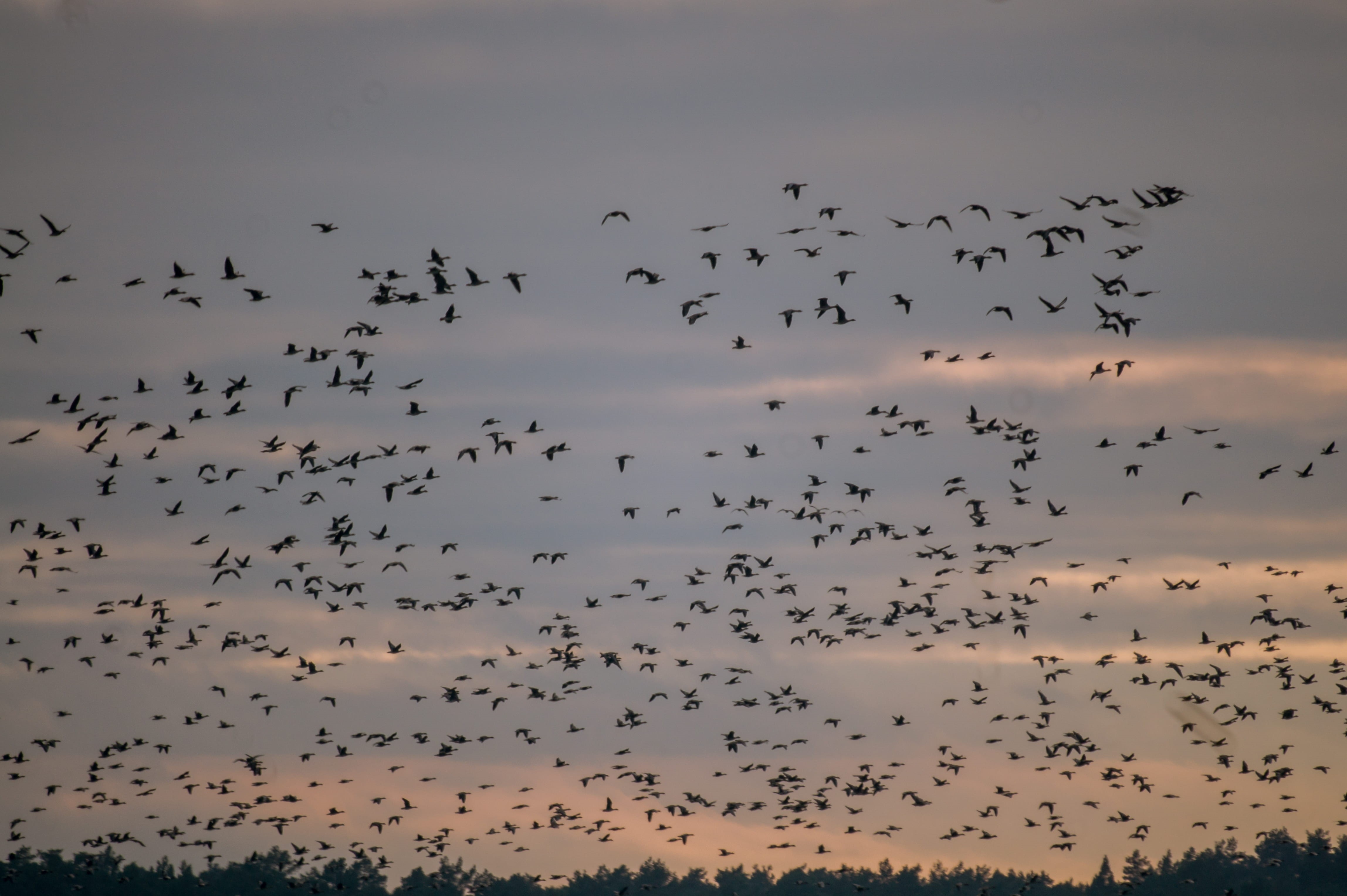 birds, silhouette, bird, cloud, flying, animal wildlife, gee, autumn, animal themes, animal migration, flock, flock of birds, large group of animals, animal, HD Wallpaper