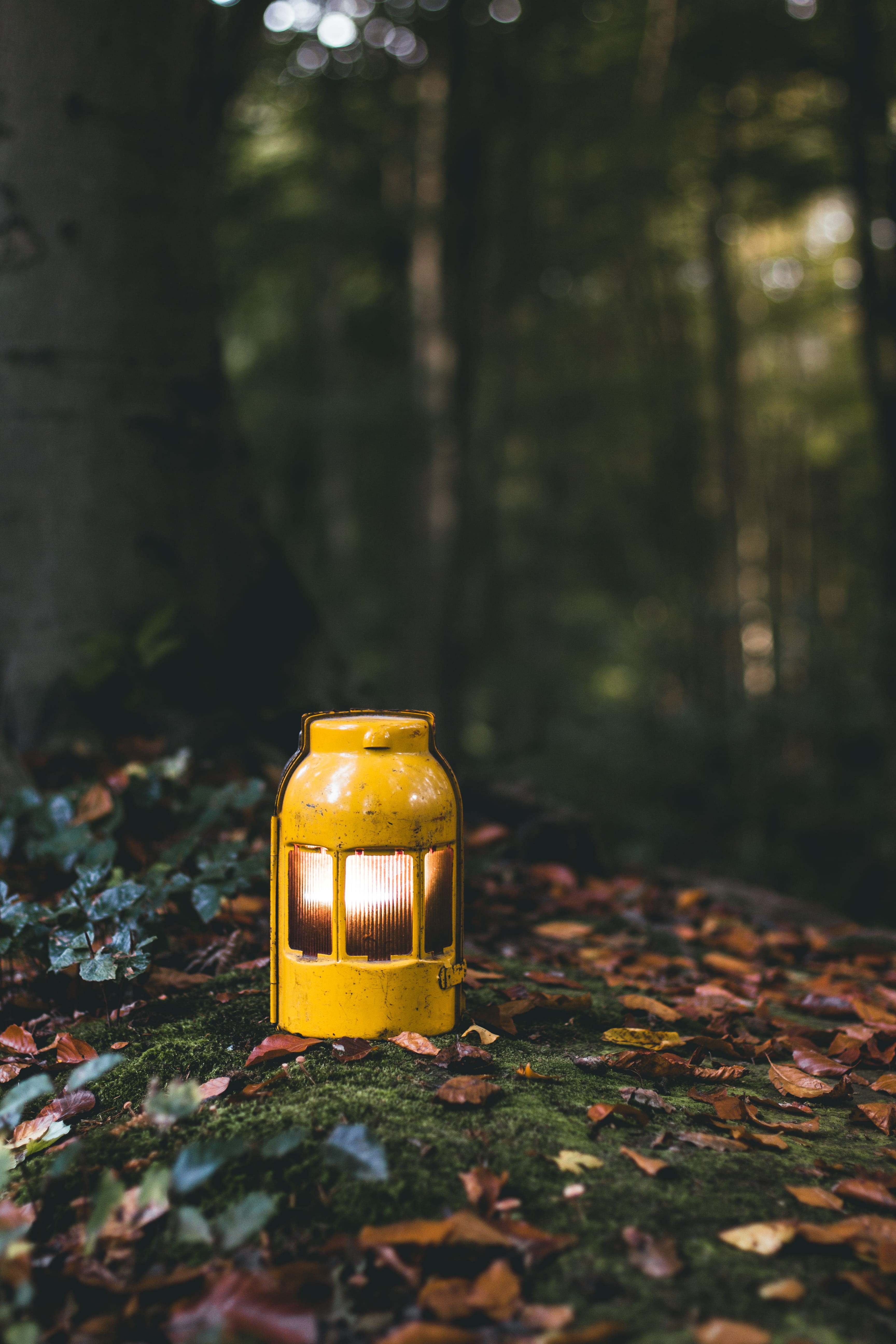 lighting equipment, yellow, change, leaves, colour, focus on foreground, day, outdoor, selective focus, 5K, electric lamp, plant, fall, autumn, container, Phone HD Wallpaper