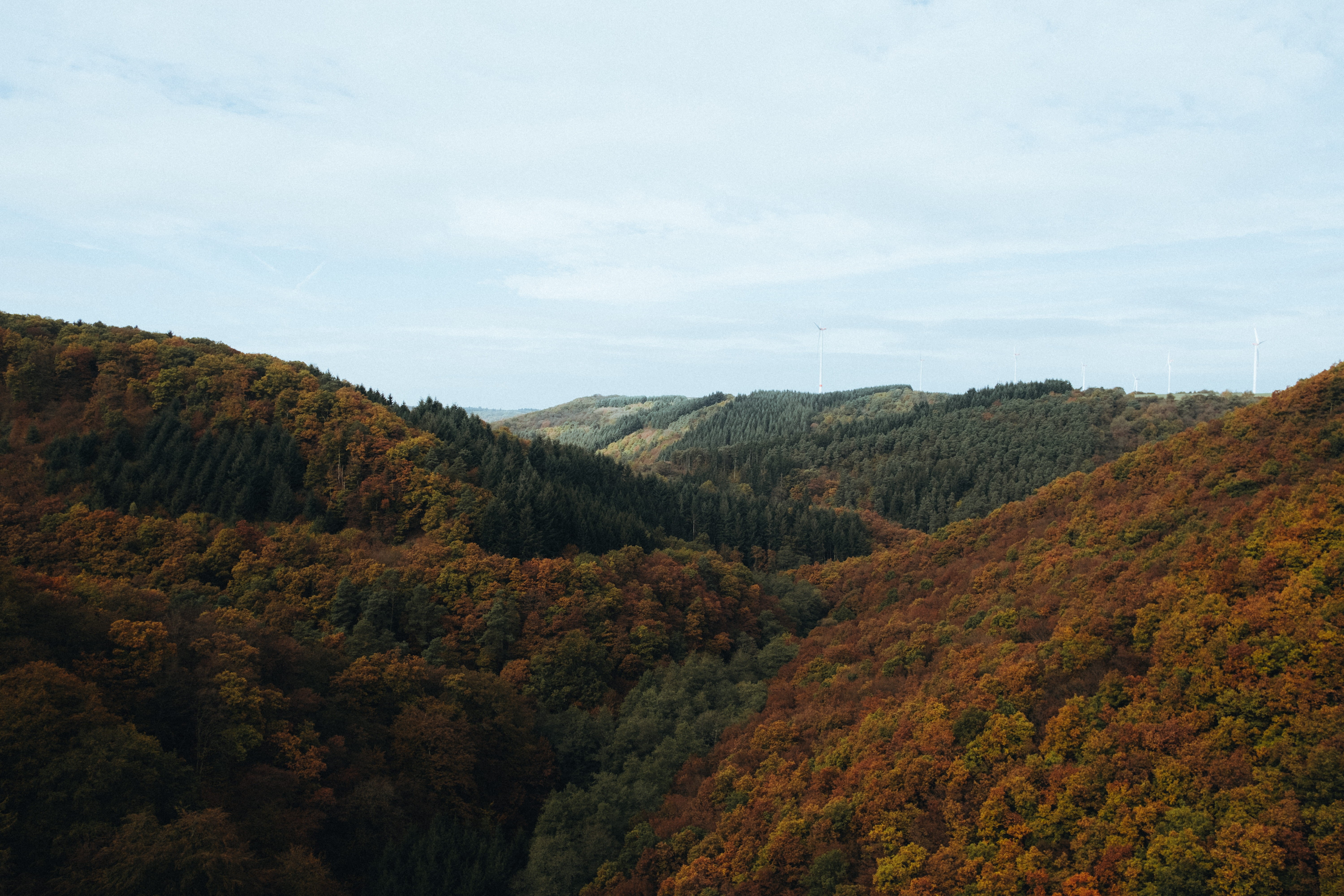 tree, no people, herbst, idyllic, land, roamgermany, outdoors, trees, roamingnation, geierlay, growth, tranquility, mörsdorf, change, plant, beauty in nature, HD Wallpaper