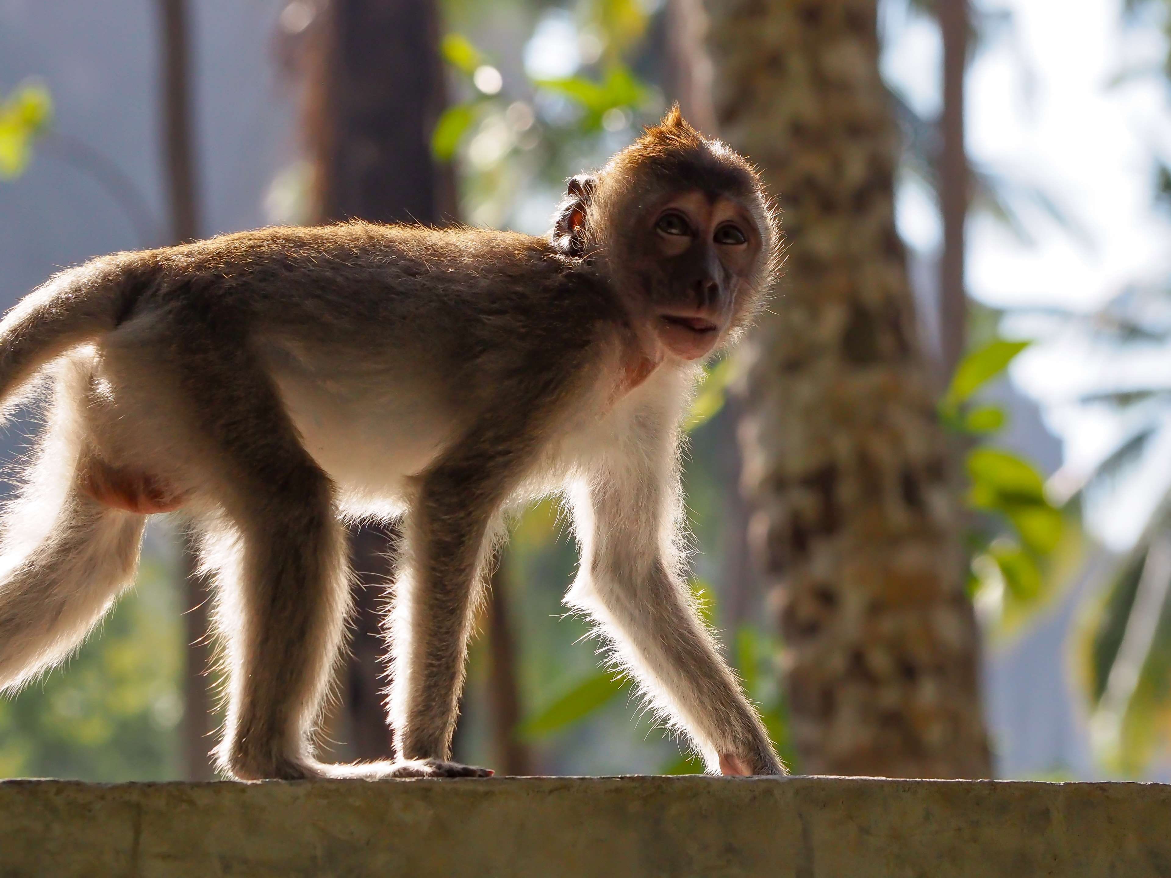 day, landscape, view, animals in the wild, animal, looking, macaque, beach, 4K, thailand, jungle, background, nature, beautiful, travel, asia, portrait, HD Wallpaper
