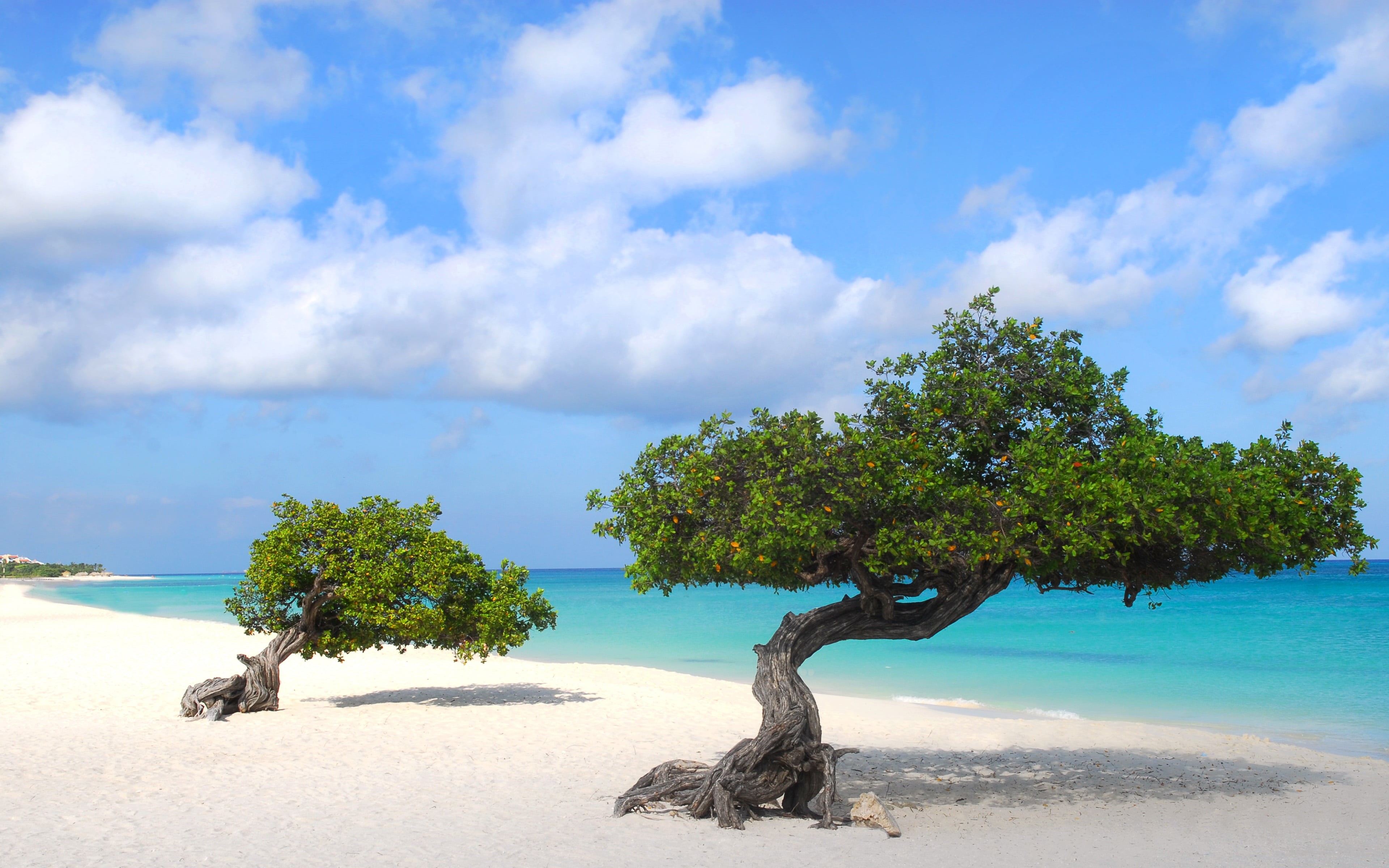 beach, tranquil scene, 4K, aruba, cloud - sky, america, beauty in nature, water, hd, plant, horizon over water, tranquility, nature, paradise, south, scenics - nature, HD Wallpaper