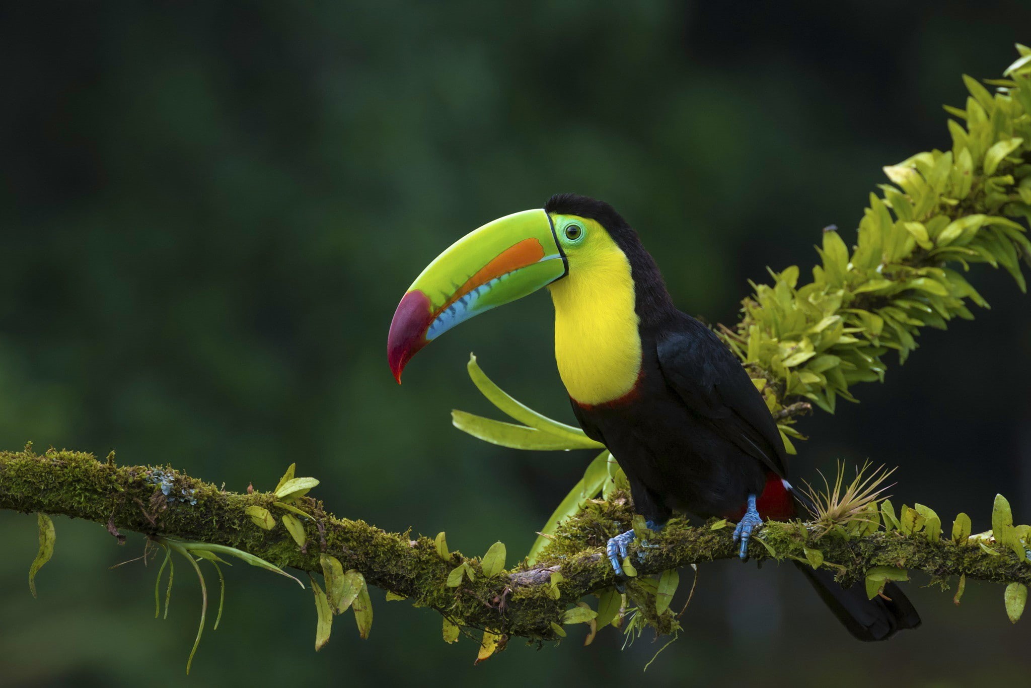 moss, branch, plants, toucans, 1080P, birds, animals, HD Wallpaper