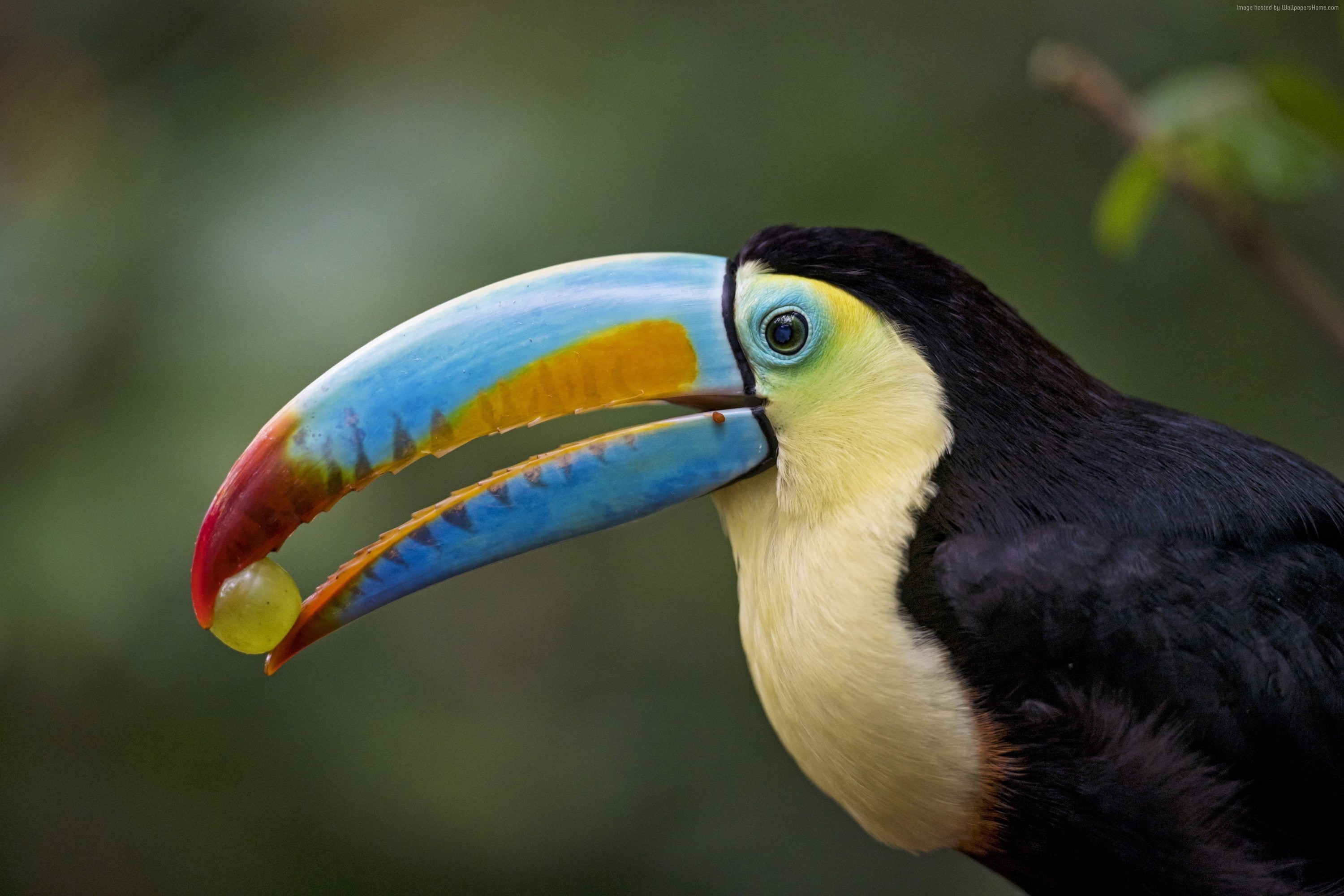 2K, Toucan, bird, 4K, HD Wallpaper