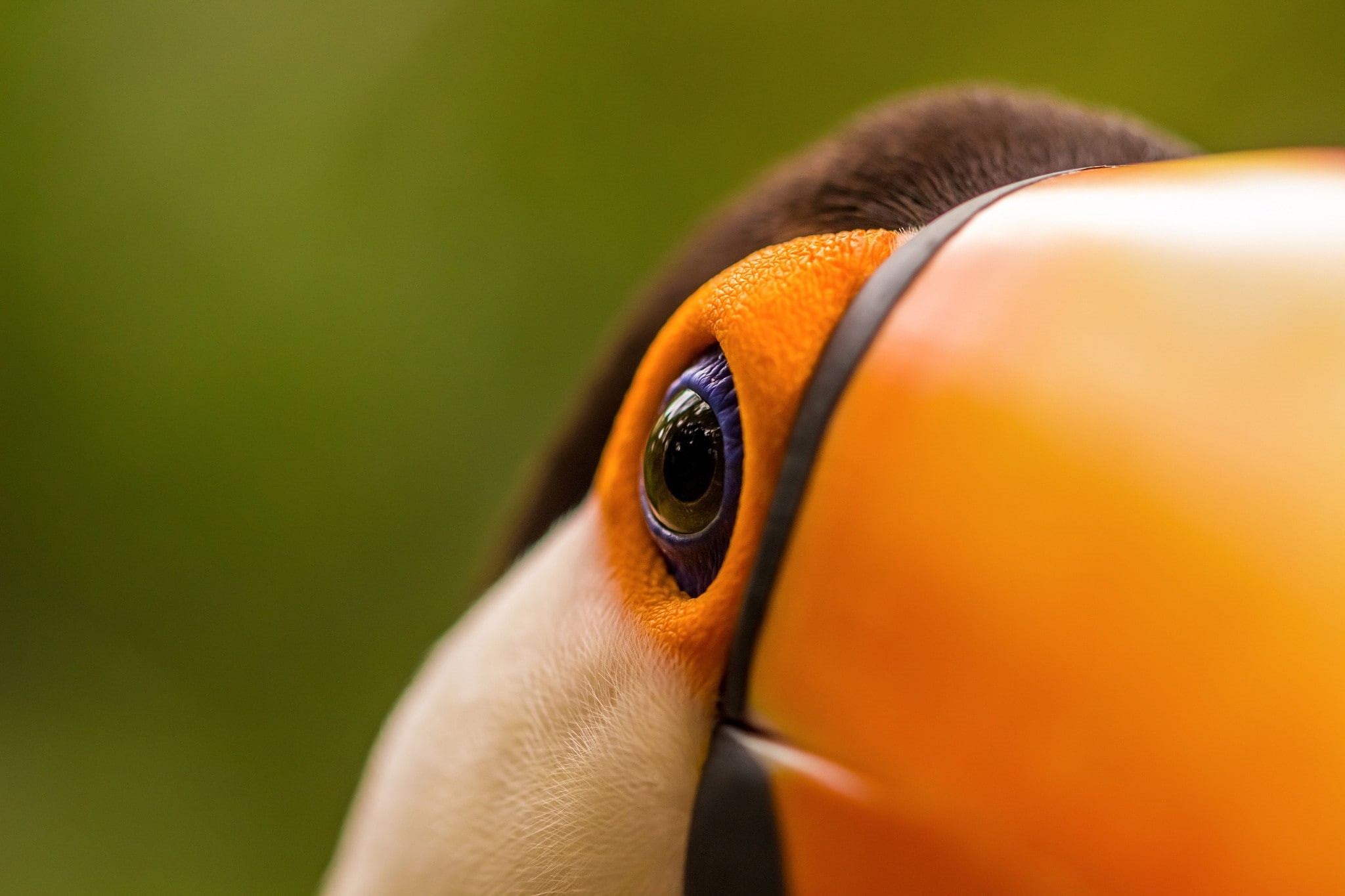 one person, close-up, indoors, adult, orange color, extreme close-up, human limb, animal eye, birds, animals, portrait, males, body part, human body part, HD Wallpaper