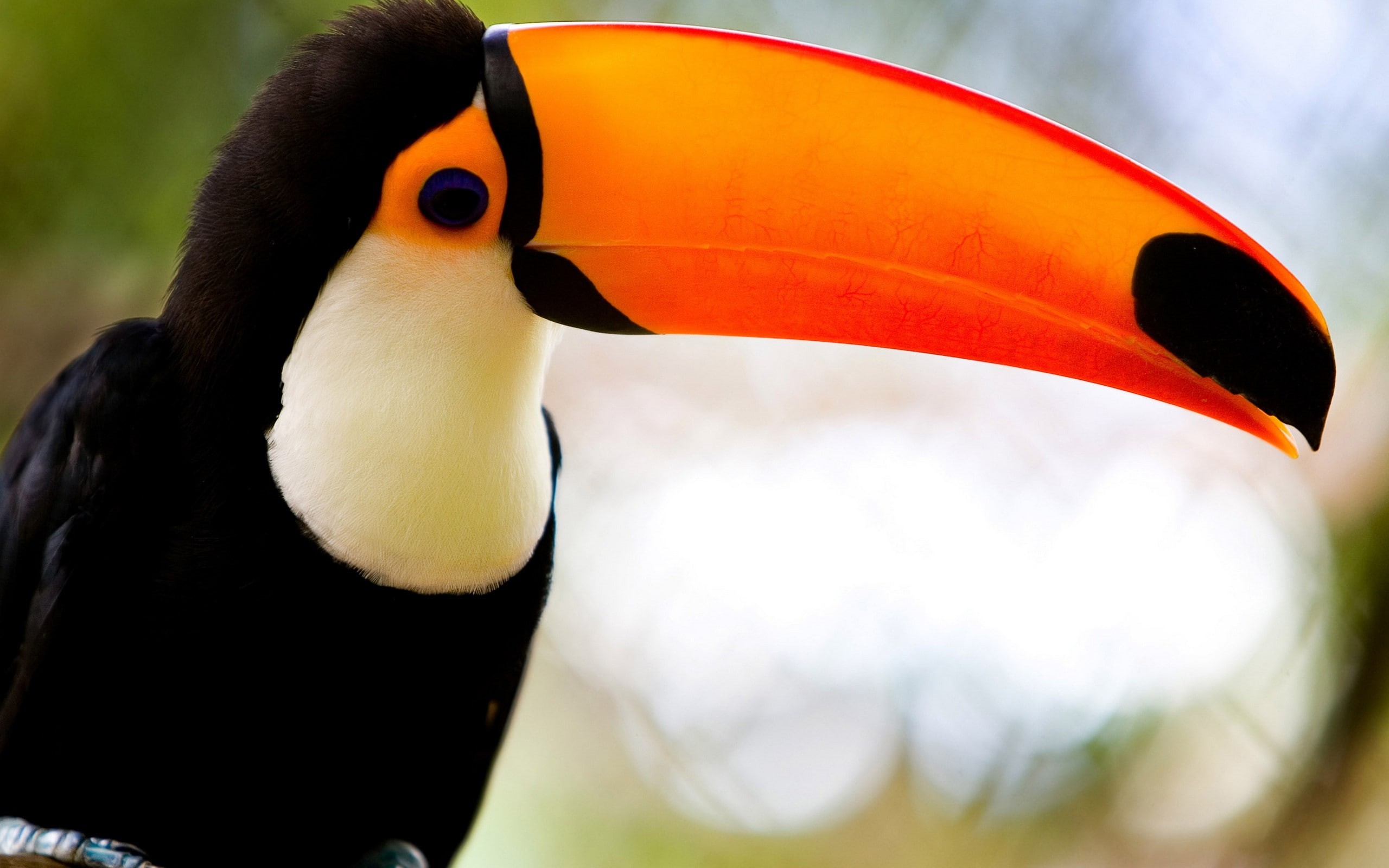 toucans, birds, 2K, HD Wallpaper