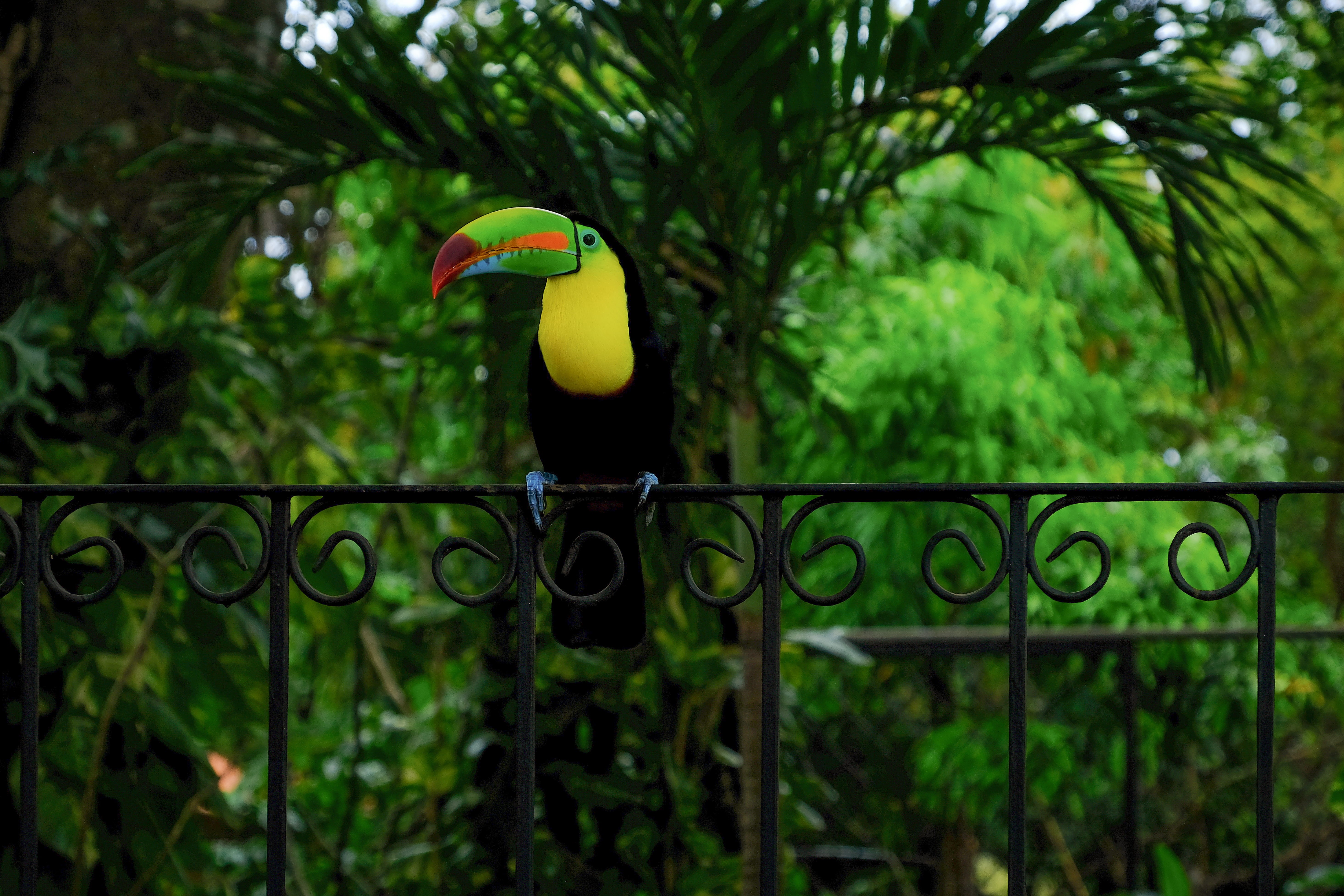 green color, land, day, close-up, plant, focus on foreground, tucan, animal themes, growth, exotic animals, outdoors, animals in the wild, bird, nature, HD Wallpaper
