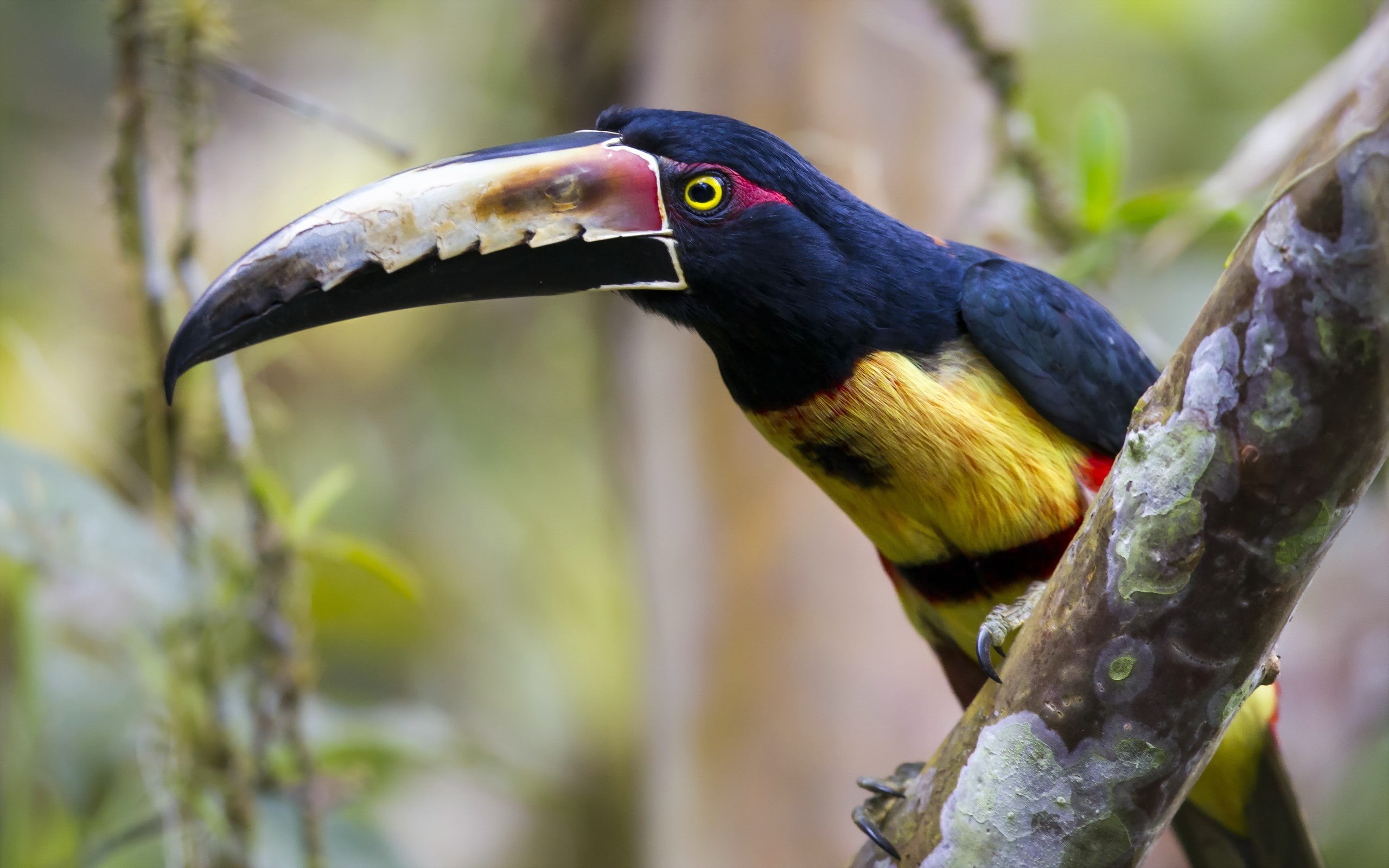 birds, toucans, focus on foreground, animals in the wild, animals, beauty in nature, perching, one animal, branch, nature, day, 2K, animal wildlife, no people, HD Wallpaper