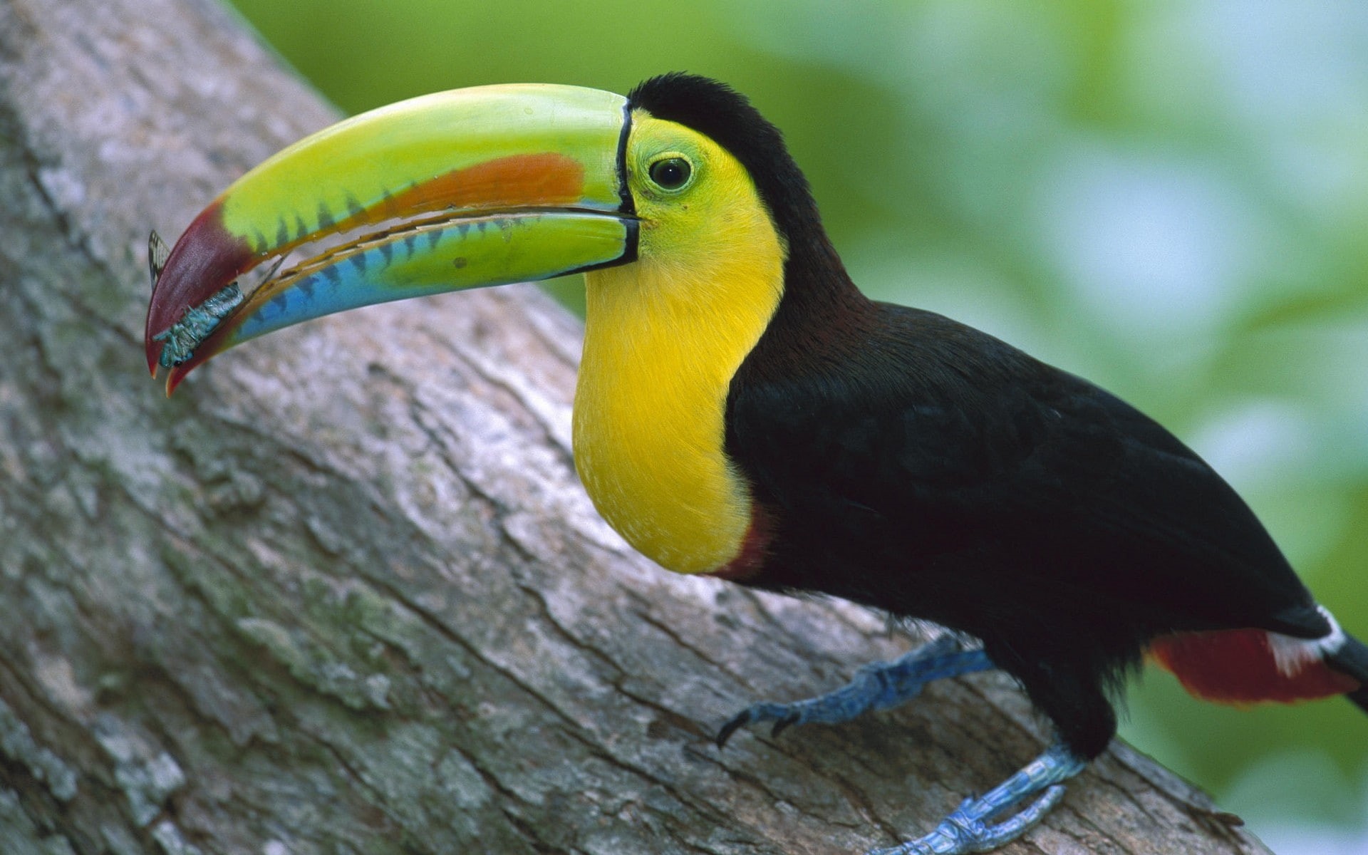 animal body part, birds, plant, profile view, perching, tree, toucans, animal themes, hornbill, branch, close-up, nature, outdoors, 1080P, vertebrate, HD Wallpaper
