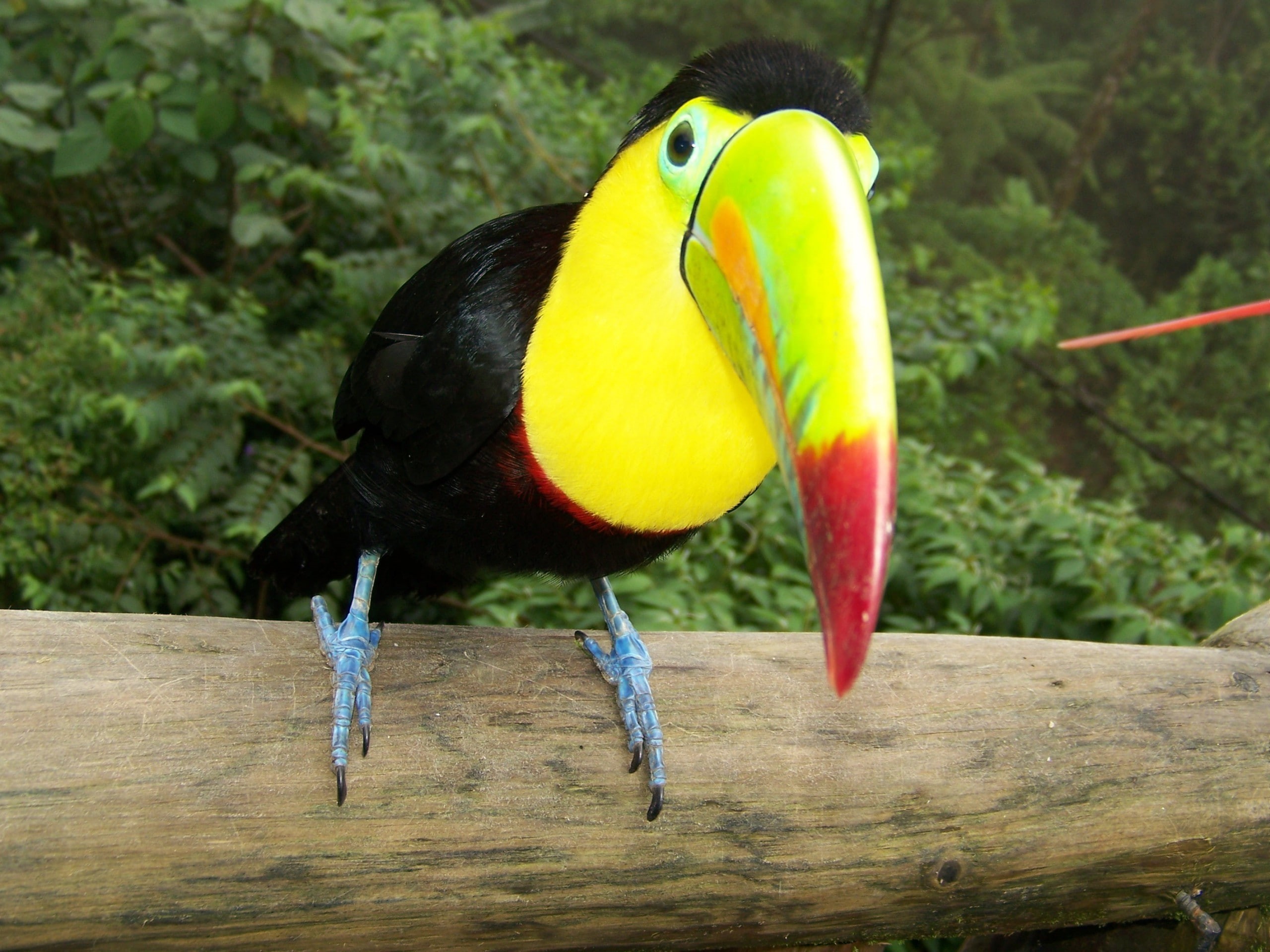 2K, birds, toucans, animals, HD Wallpaper