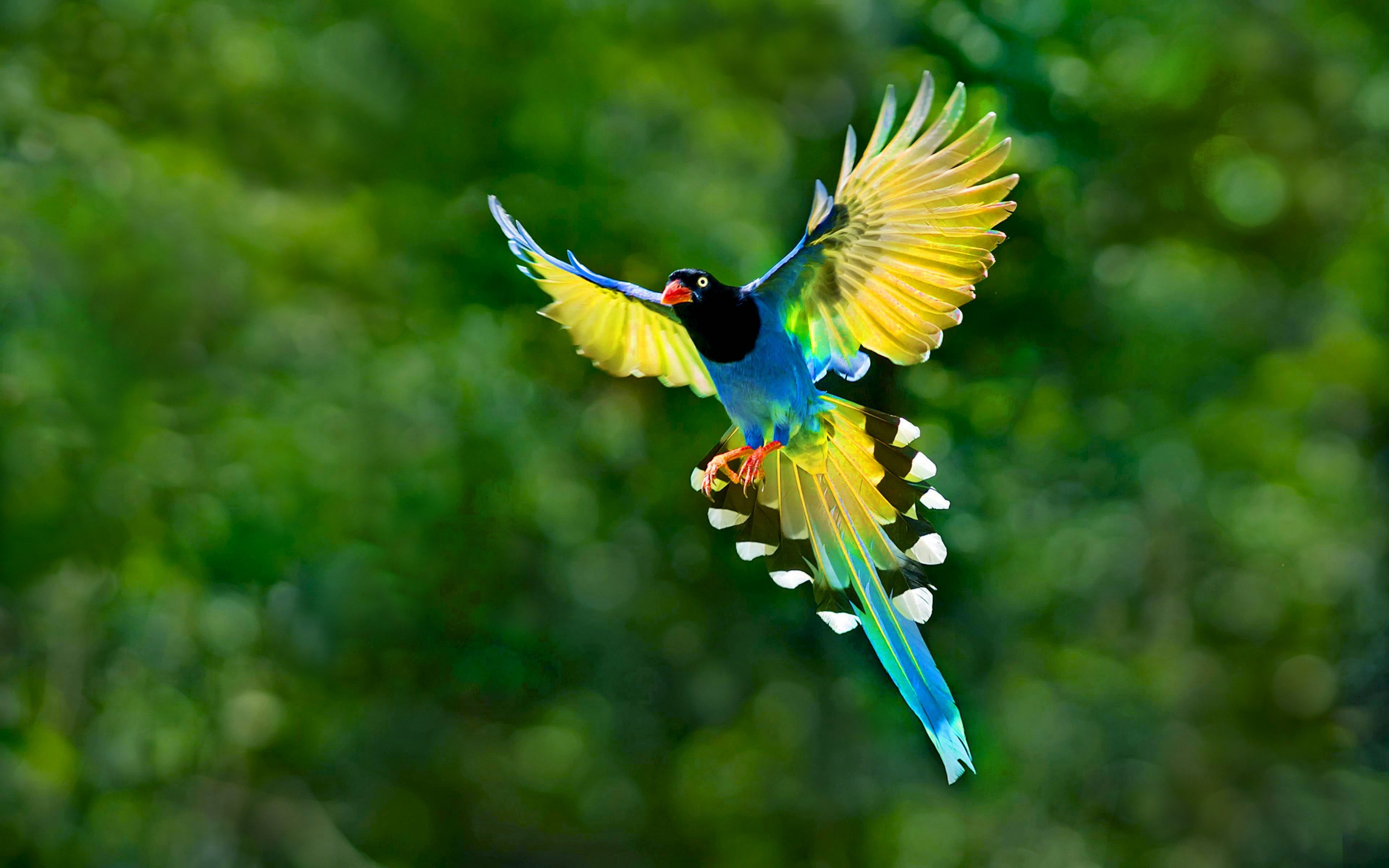 bird, colorful, backgrounds, 4K, flying, tail, wings, toucan, hd, desktop, spread, HD Wallpaper