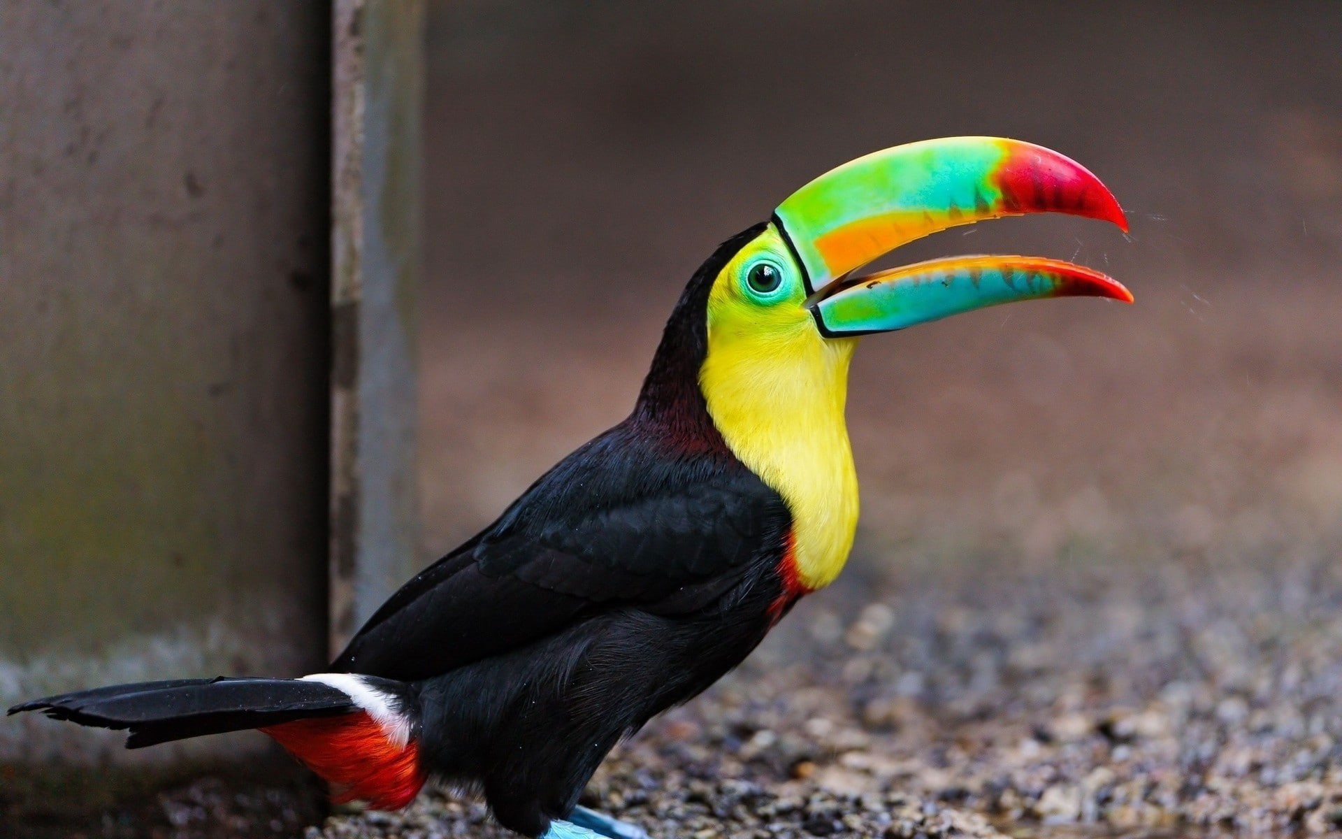 toucans, 1080P, animals, birds, HD Wallpaper