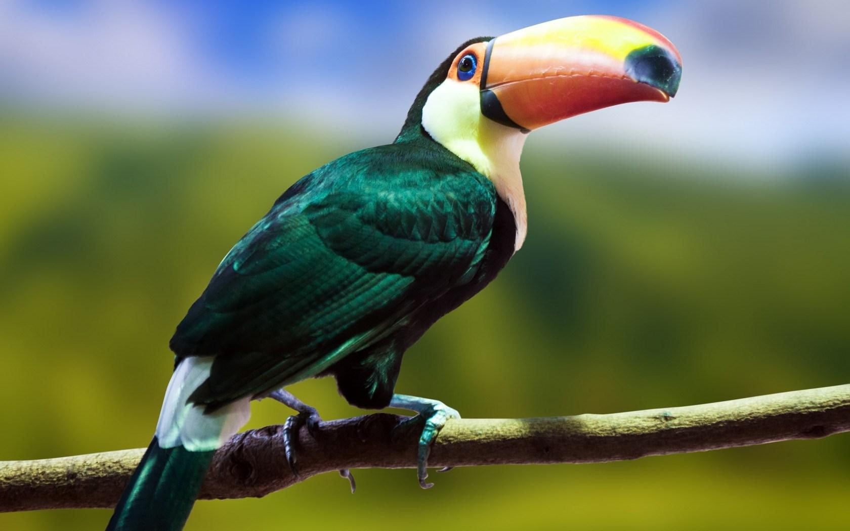 720P, bird, branch, toucan, HD Wallpaper