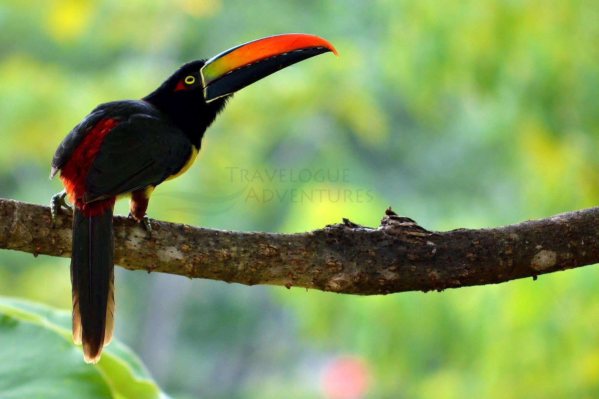 animal, nature, close-up, beauty in nature, plant, animals in the wild, animal wildlife, bird, toucans, branch, beak, vertebrate, day, one animal, 1080P, HD Wallpaper