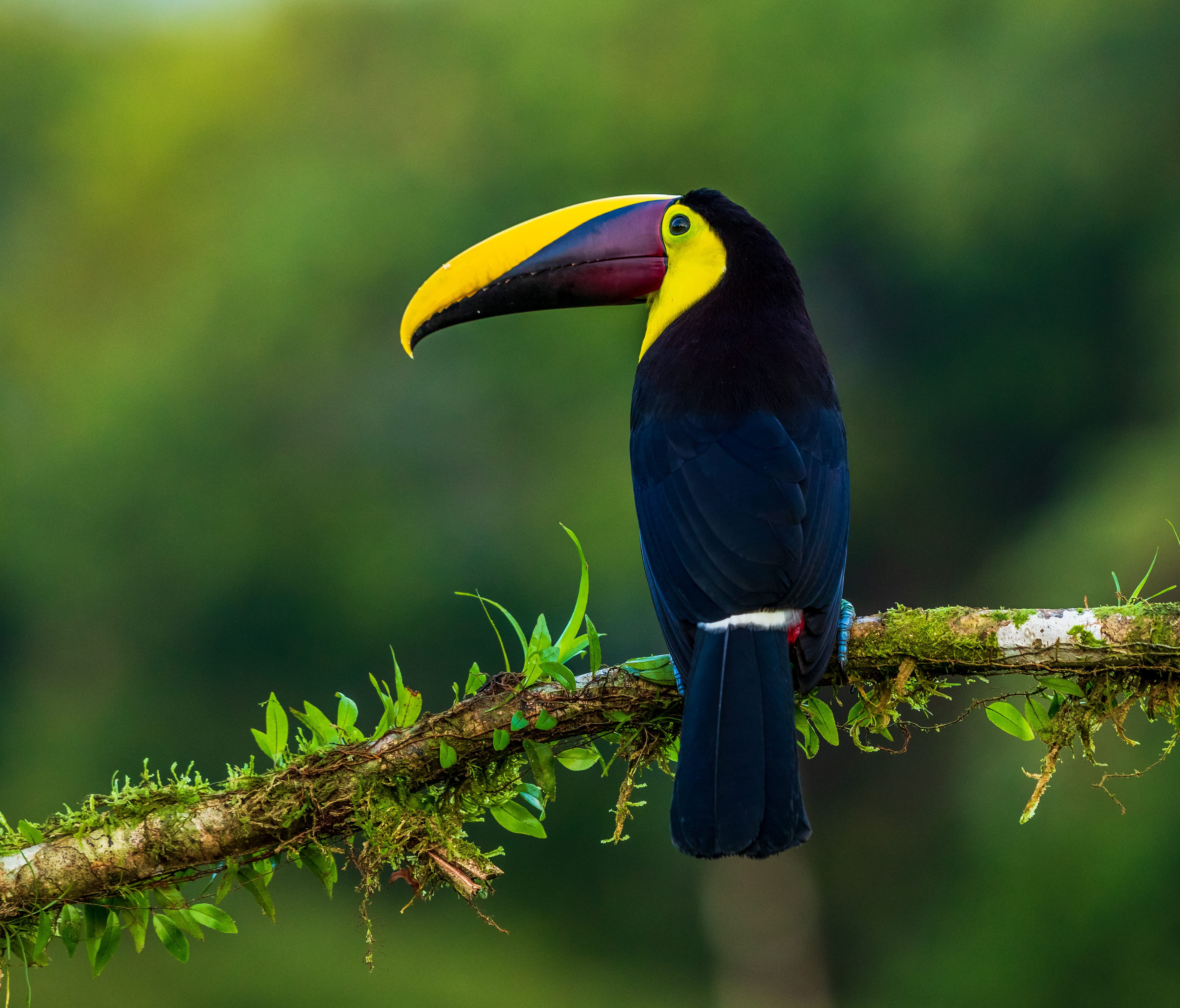 animal wildlife, hummingbird, beak, eagle, blackbird, vegetation, bird, day, outdoors, tree, 4K, one animal, animal, perching, close-up, yellow, animals in the wild, HD Wallpaper