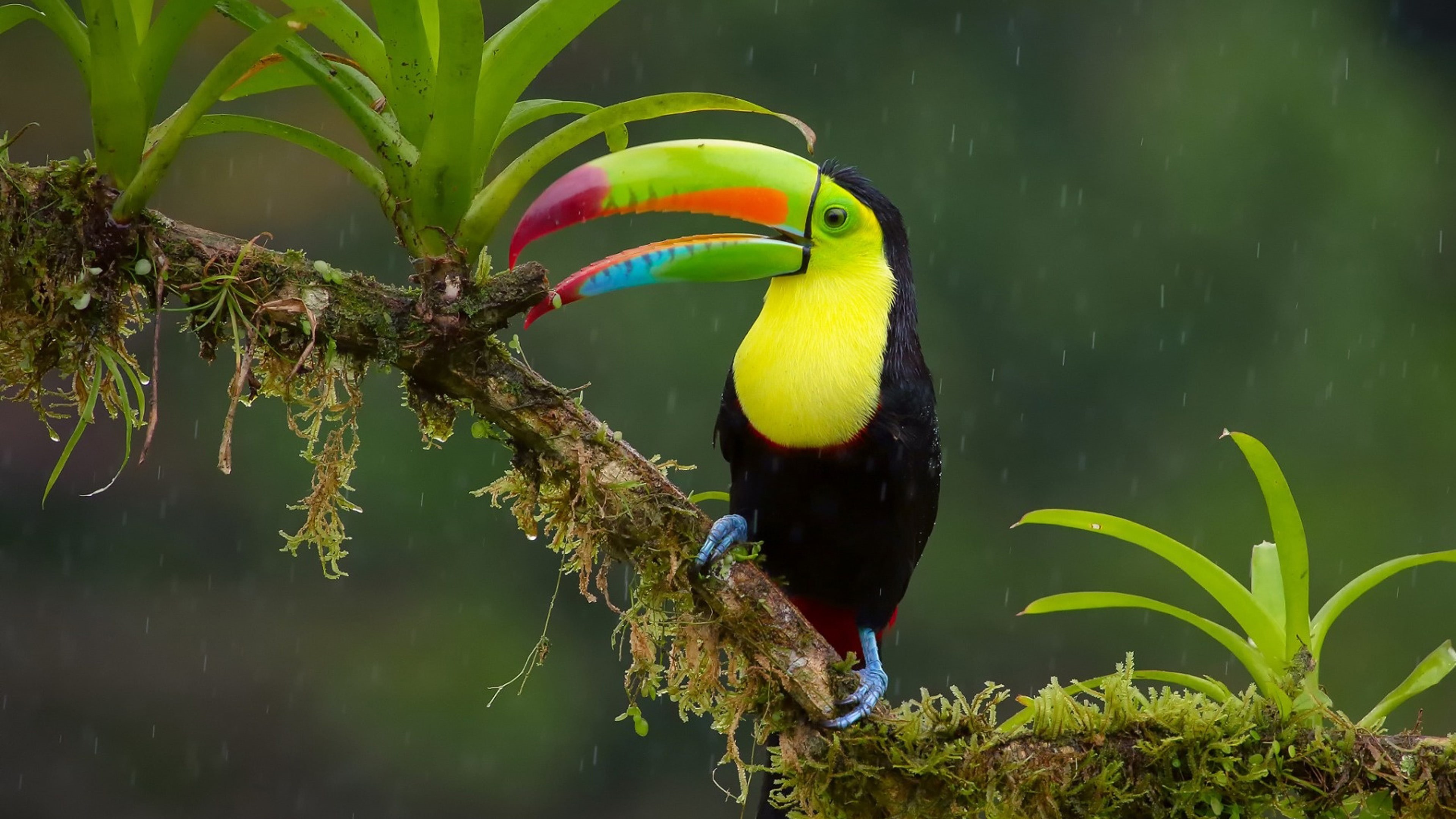 hd, toucan, 4K, widescreen, bird, HD Wallpaper