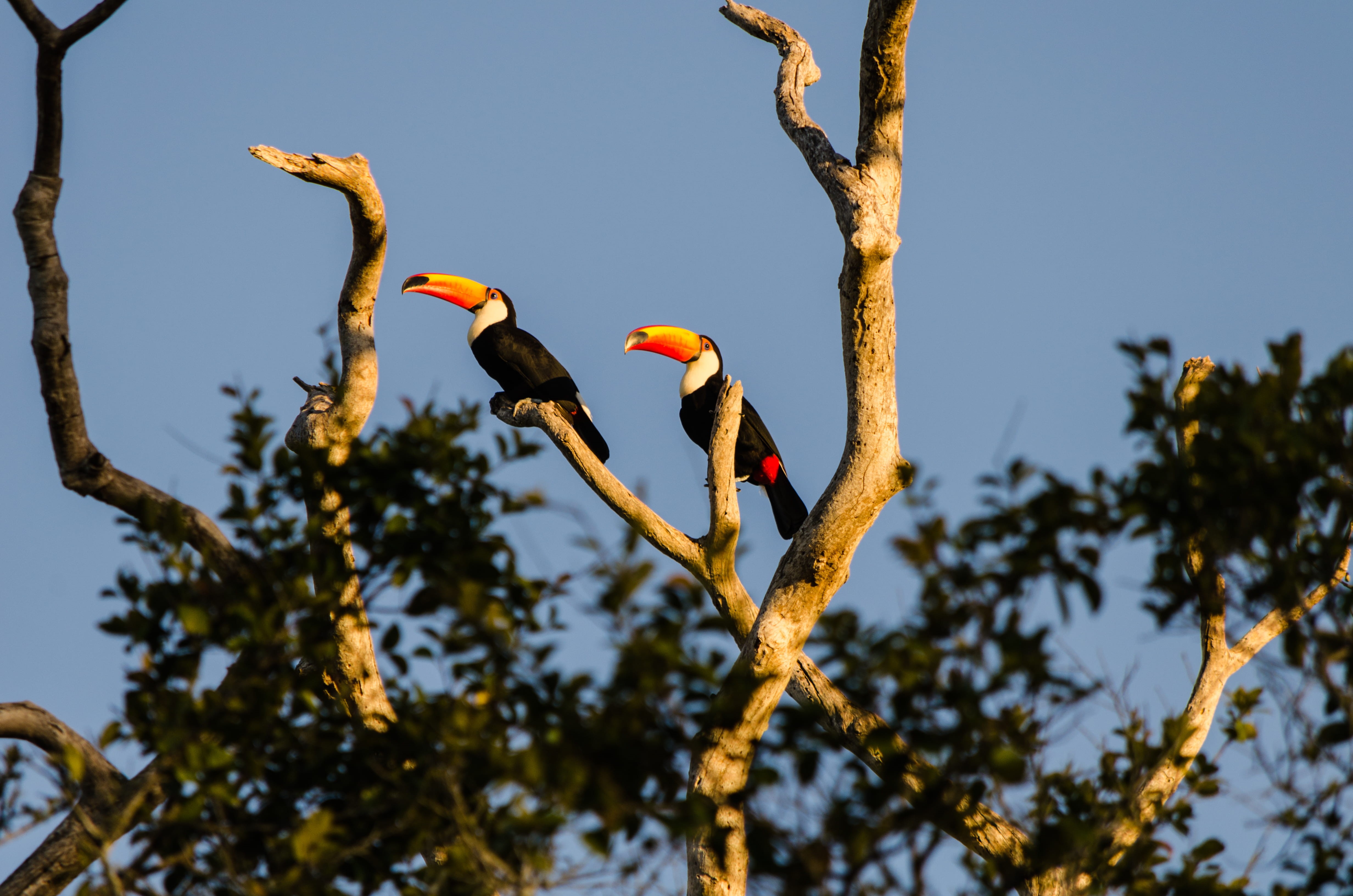 eagle, low angle view, nature, day, toucans, tree, animals in the wild, perching, vertebrate, toco, sky, flying, bald eagle, seagull, plant, beak, pousada santa clara, HD Wallpaper
