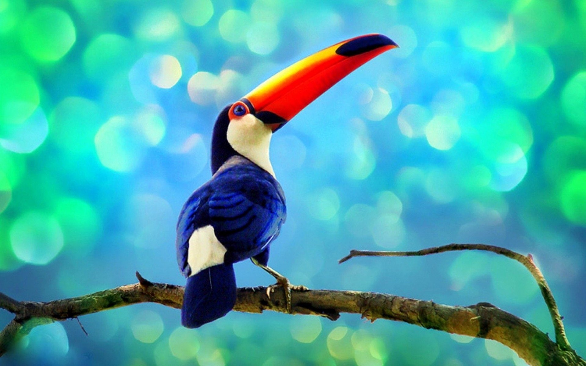 1080P, toucan, tropical, parrot, bird, HD Wallpaper