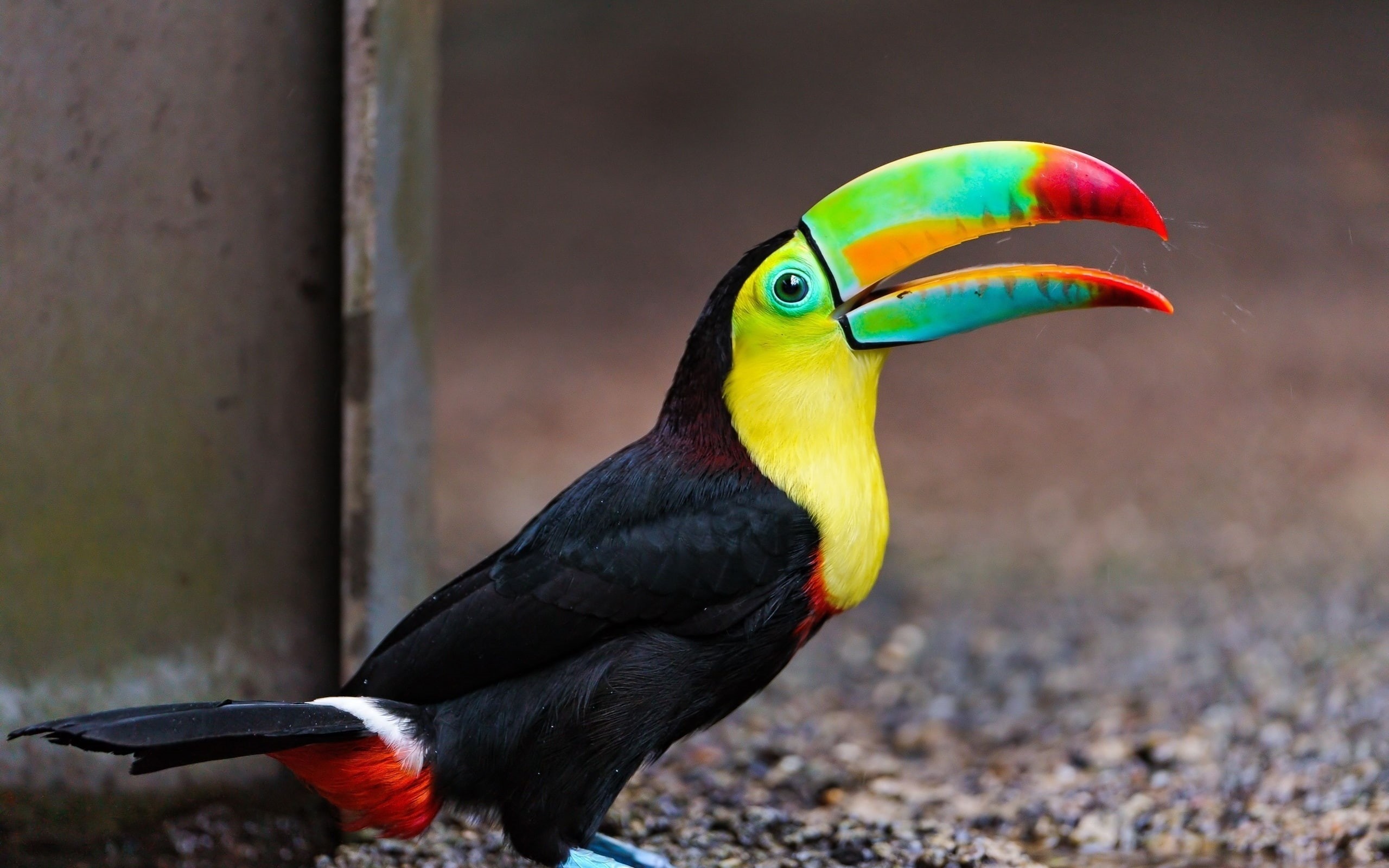 black, bird, 2K, Toucan, Birds, blue, close, yellow, HD Wallpaper
