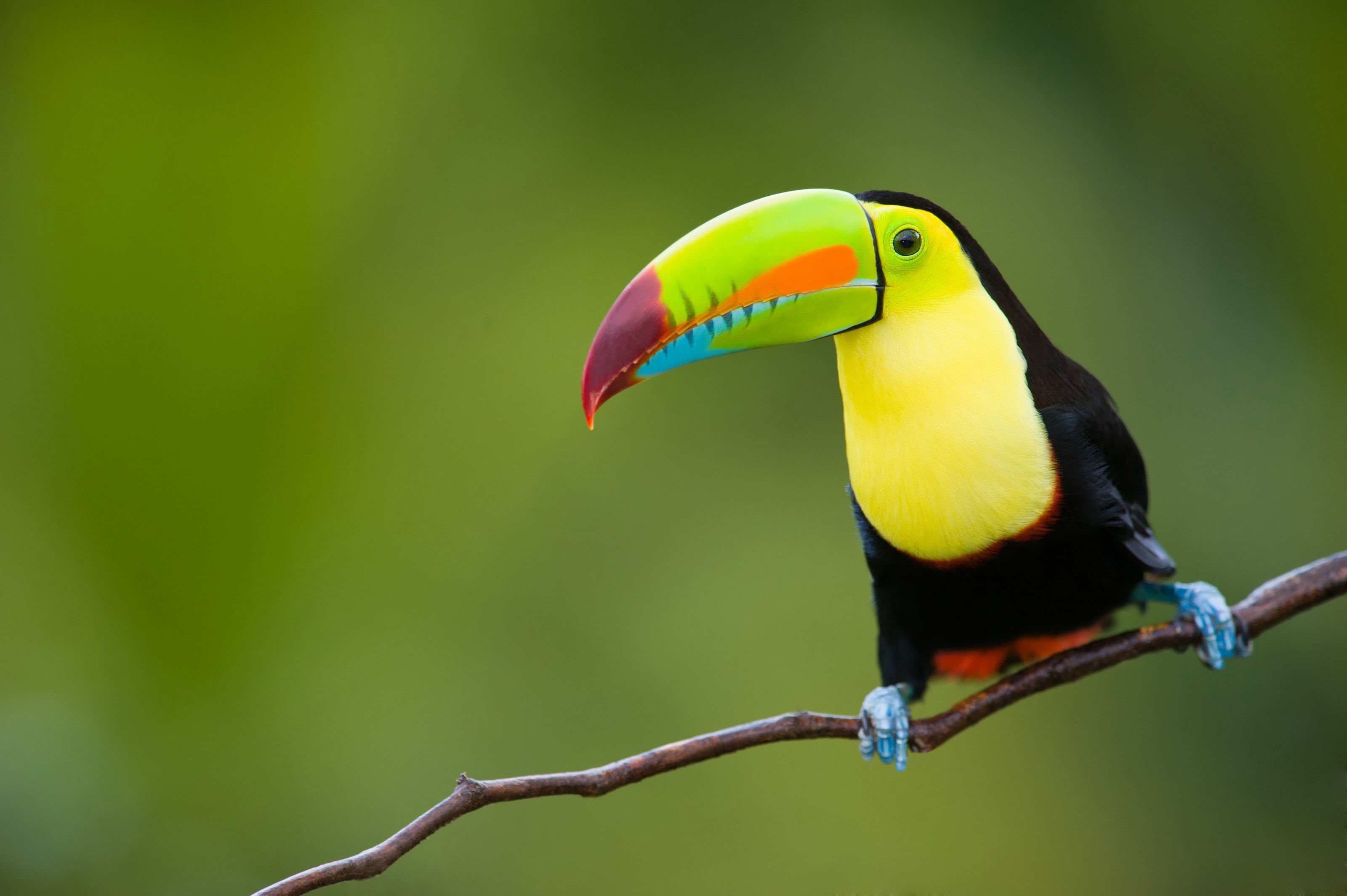 Toucan, Rainforest, 2K, Branch, HD Wallpaper