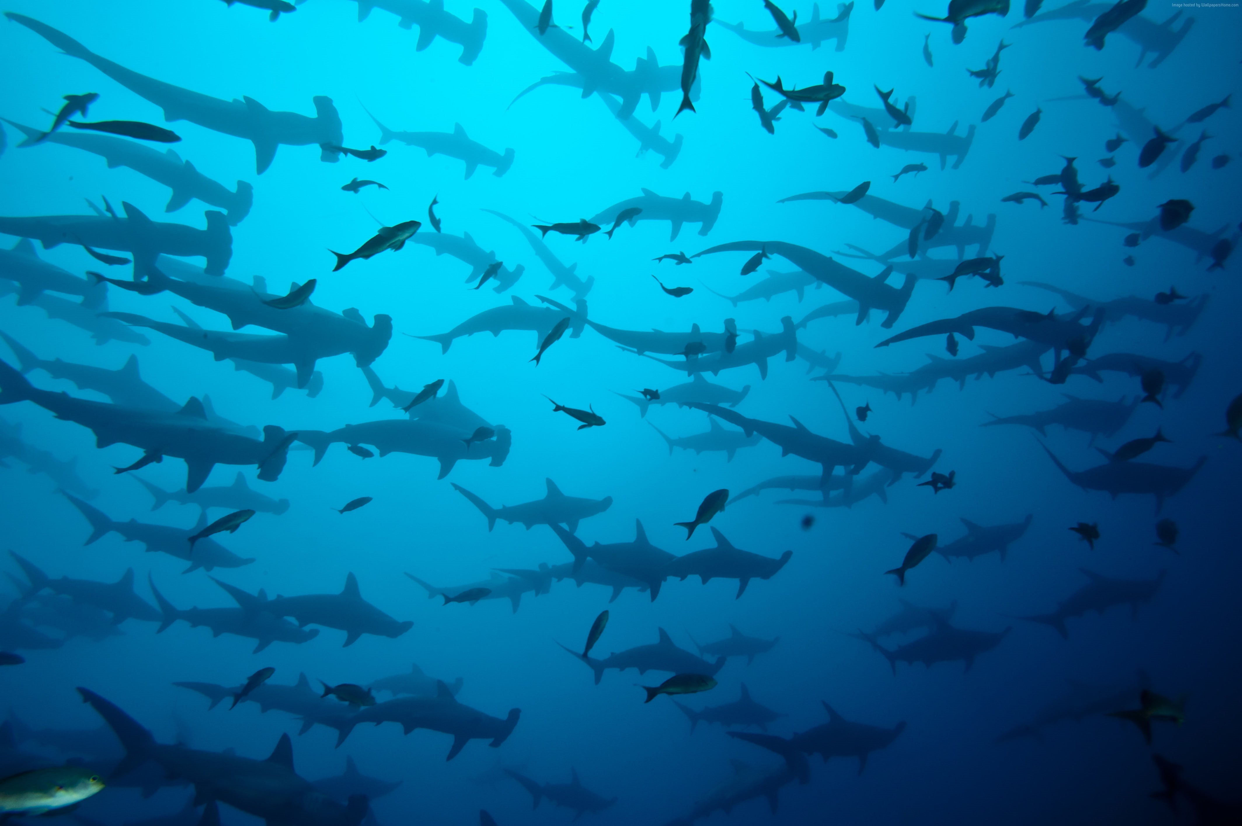 undersea, sea, school of fish, 4K, animal, no people, group of animals, vertebrate, marine, animals in the wild, diving, water, blue, animal themes, 5k, HD Wallpaper