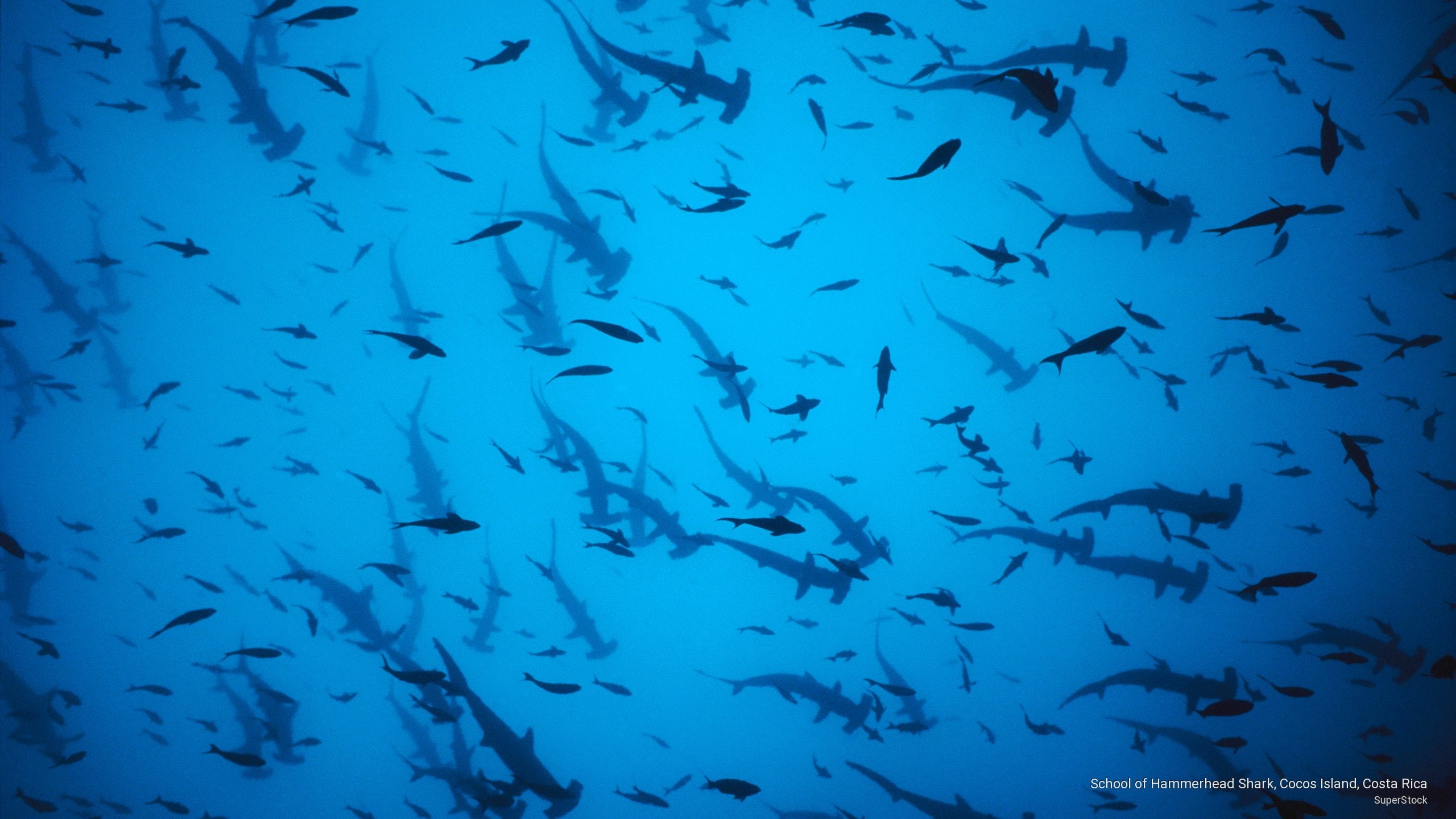 shark, rica, school, costa, hammerhead, island, Ocean Life, cocos, 2K, HD Wallpaper