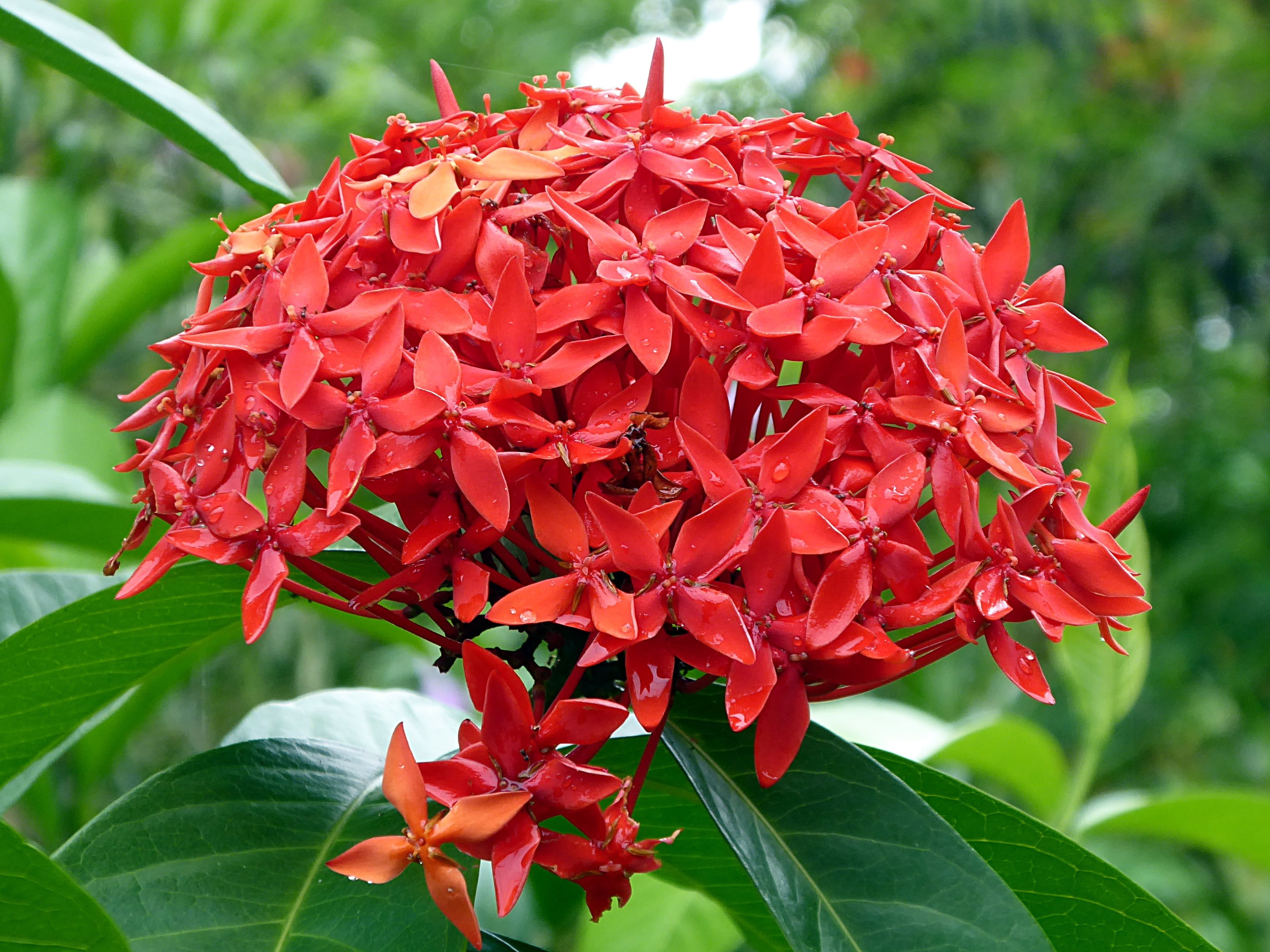 inflorescence, day, bunch of flowers, no people, flower, plant, beauty in nature, fragility, summer, flower head, growth, leaf, petal, focus on foreground, HD Wallpaper