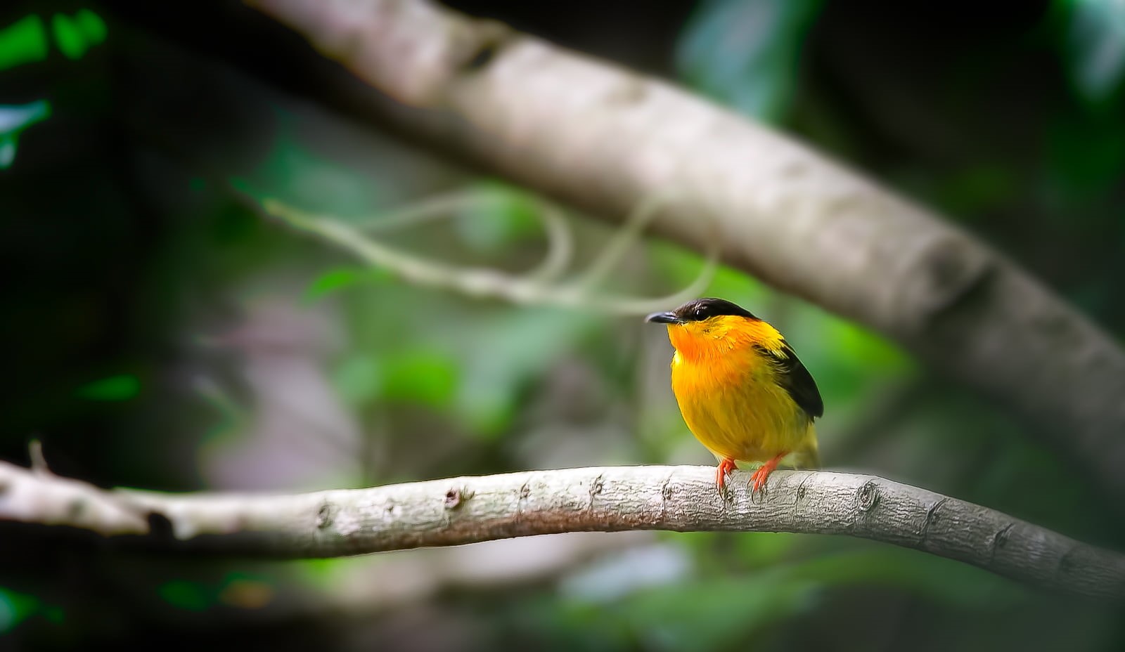 animals In The Wild, voyage, black, nature, field, depth, Spring, animal, costa rica, Orange-Collared Manakin, photography, tree, manakin, perching, black and orange, HD Wallpaper