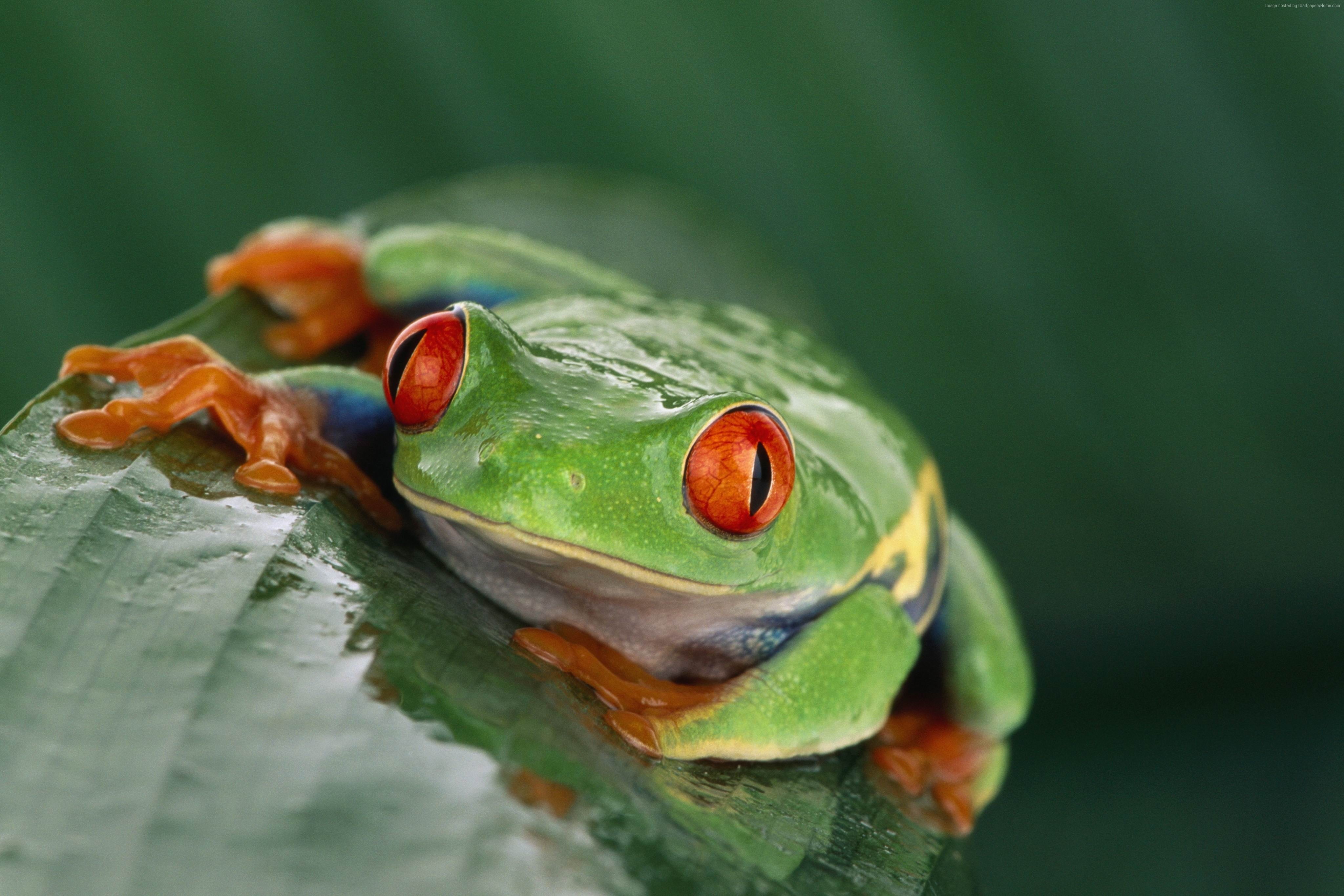 frog, tourism, tropical, Costa Rica, Tree frog, orange, exotic, travel, poison, green, 4K, HD Wallpaper