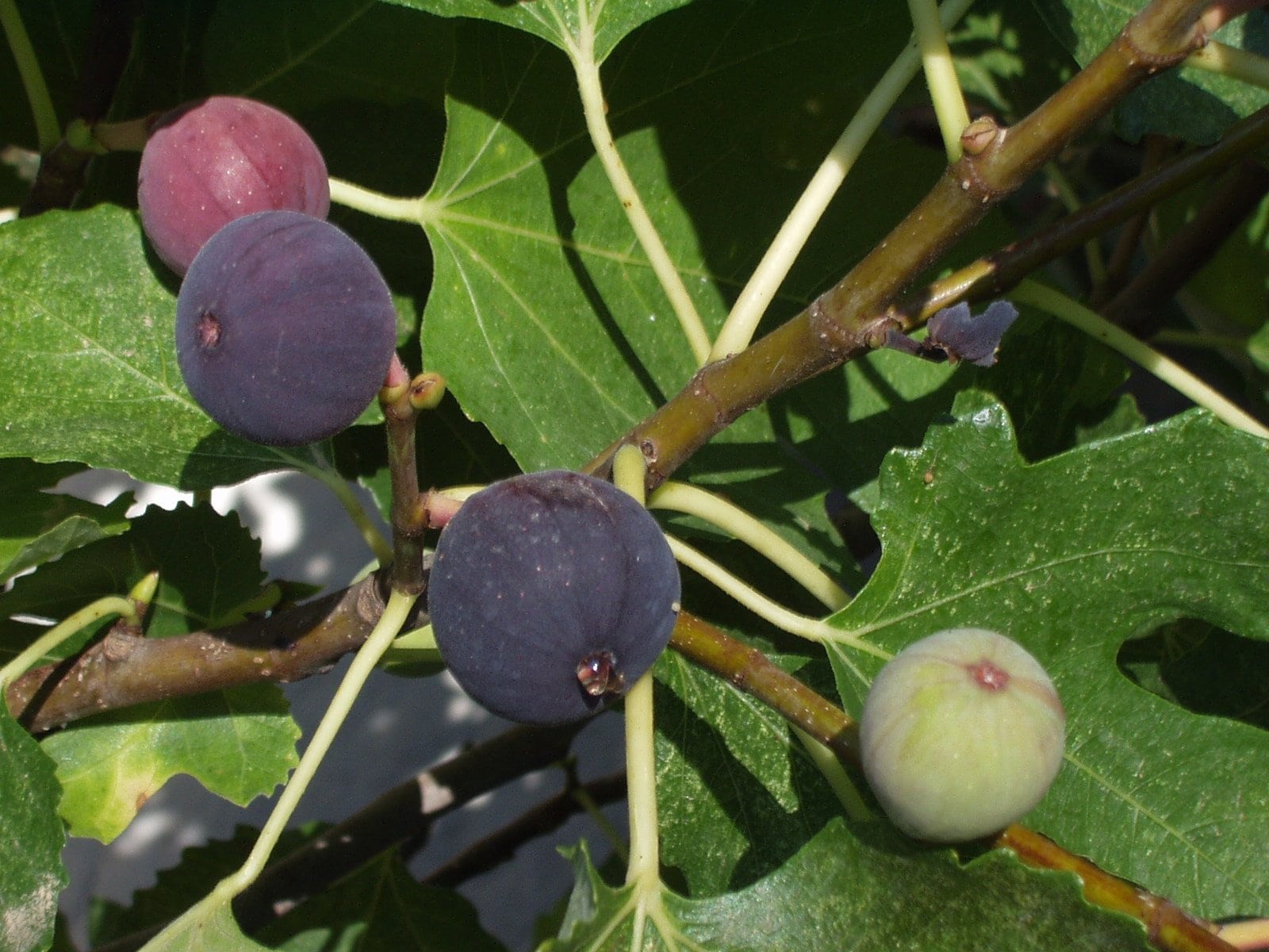 fig leaves, ripe, plant, outdoors, wellbeing, fruits, photography, healthy eating, branch, figs, purple, red, green color, leaf, close, food, day, green, HD Wallpaper
