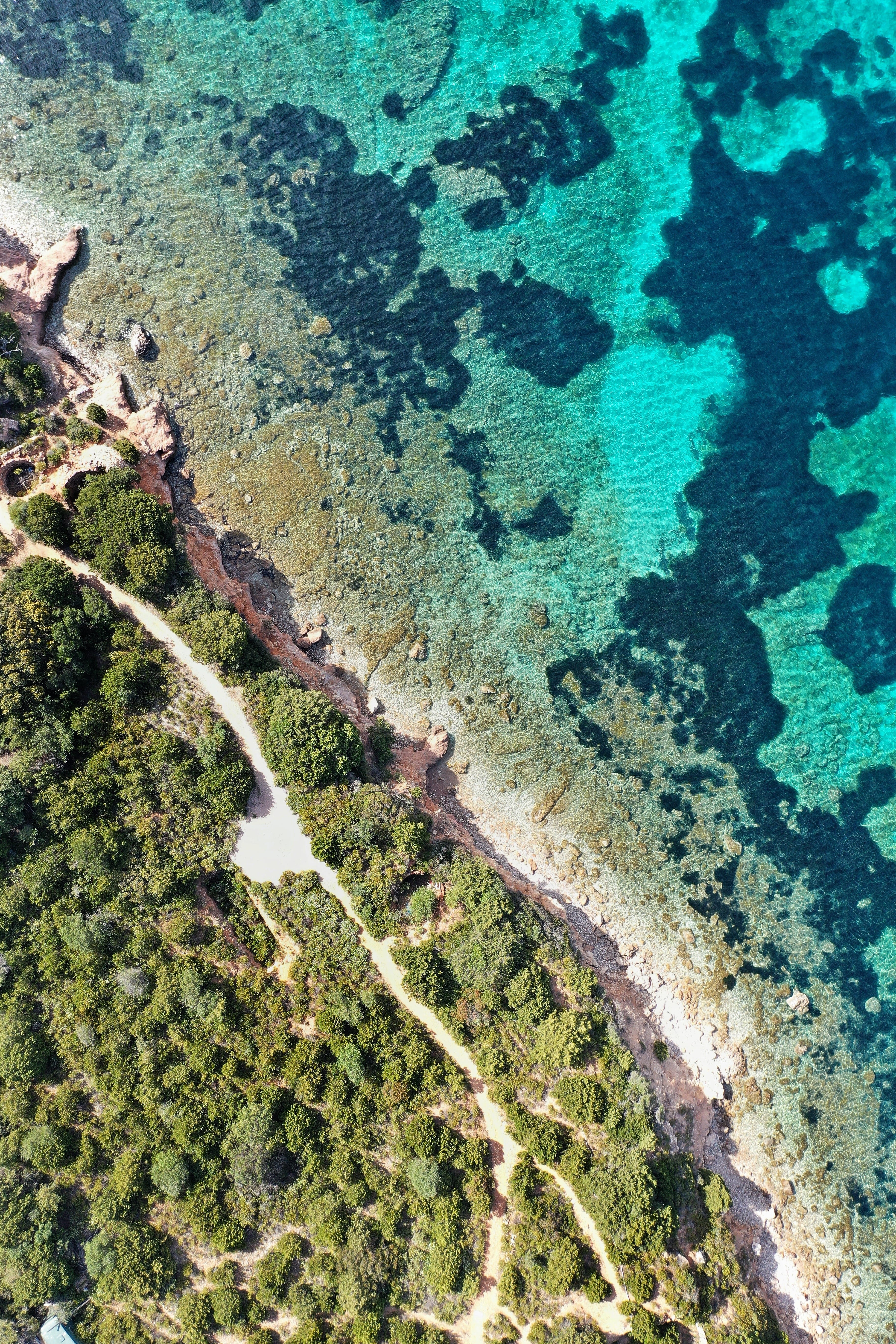 olbia, turquoise colored, italy, animals in the wild, unnamed road, algae, plant, sea, 5K, coral, underwater, growth, tranquility, drone photography, animal wildlife, Phone HD Wallpaper