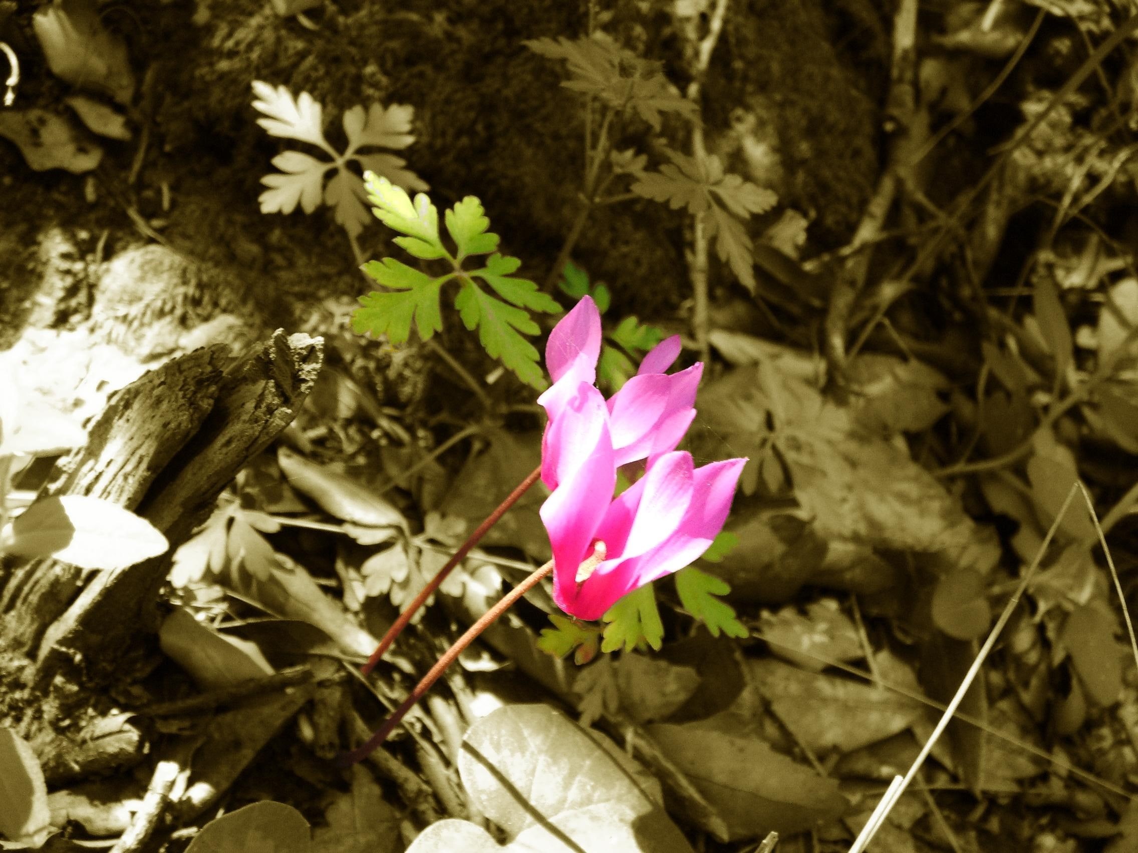 3d and abstract, purple, forest, sardinia, cyclamens, cyclamen, white, alone, 1080P, pink, flower, HD Wallpaper