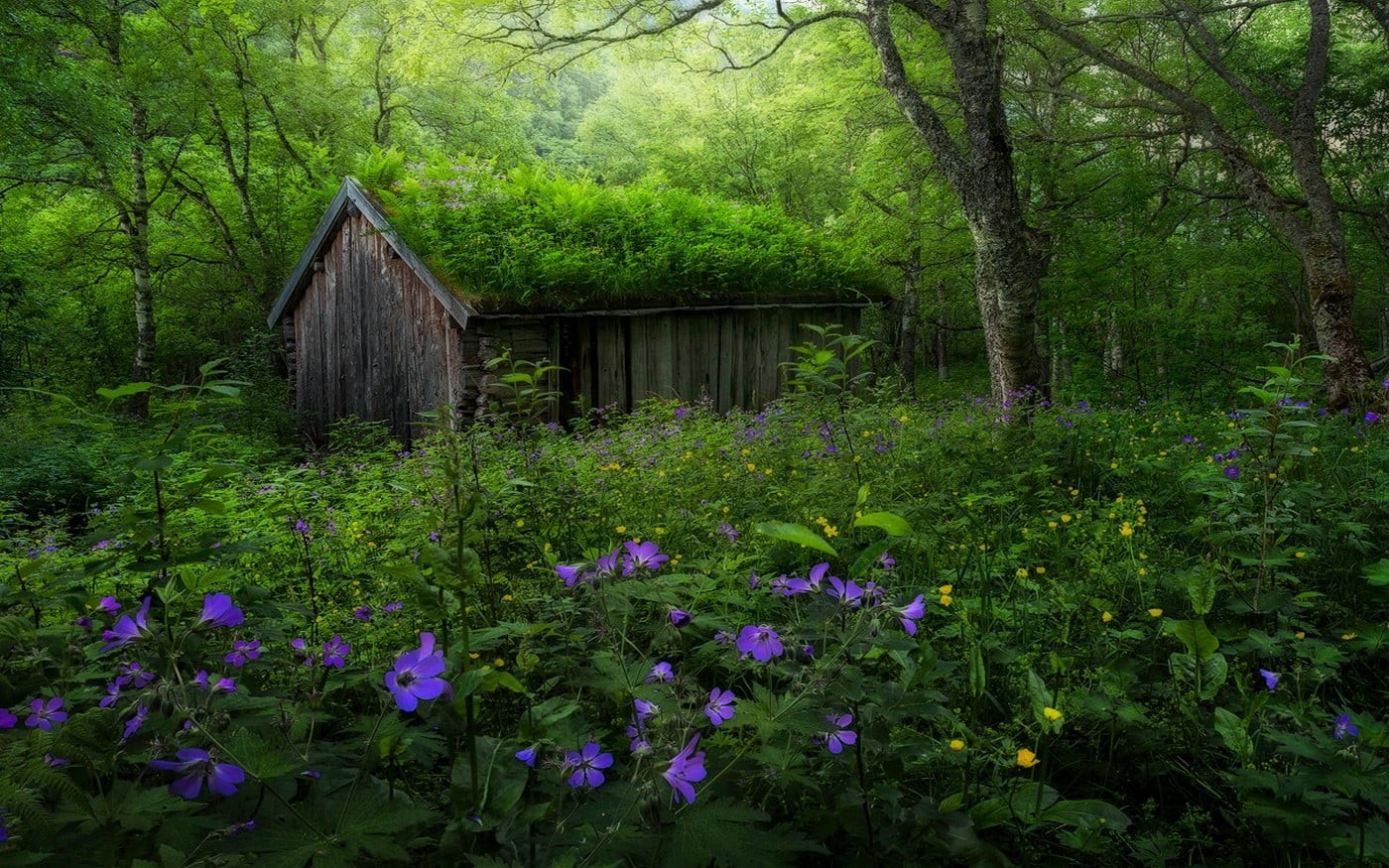 hut, wooden, Norway, forest, shack, wildflowers, building, growth, no people, spring, land, yellow, purple, building exterior, green color, house, brown, HD Wallpaper