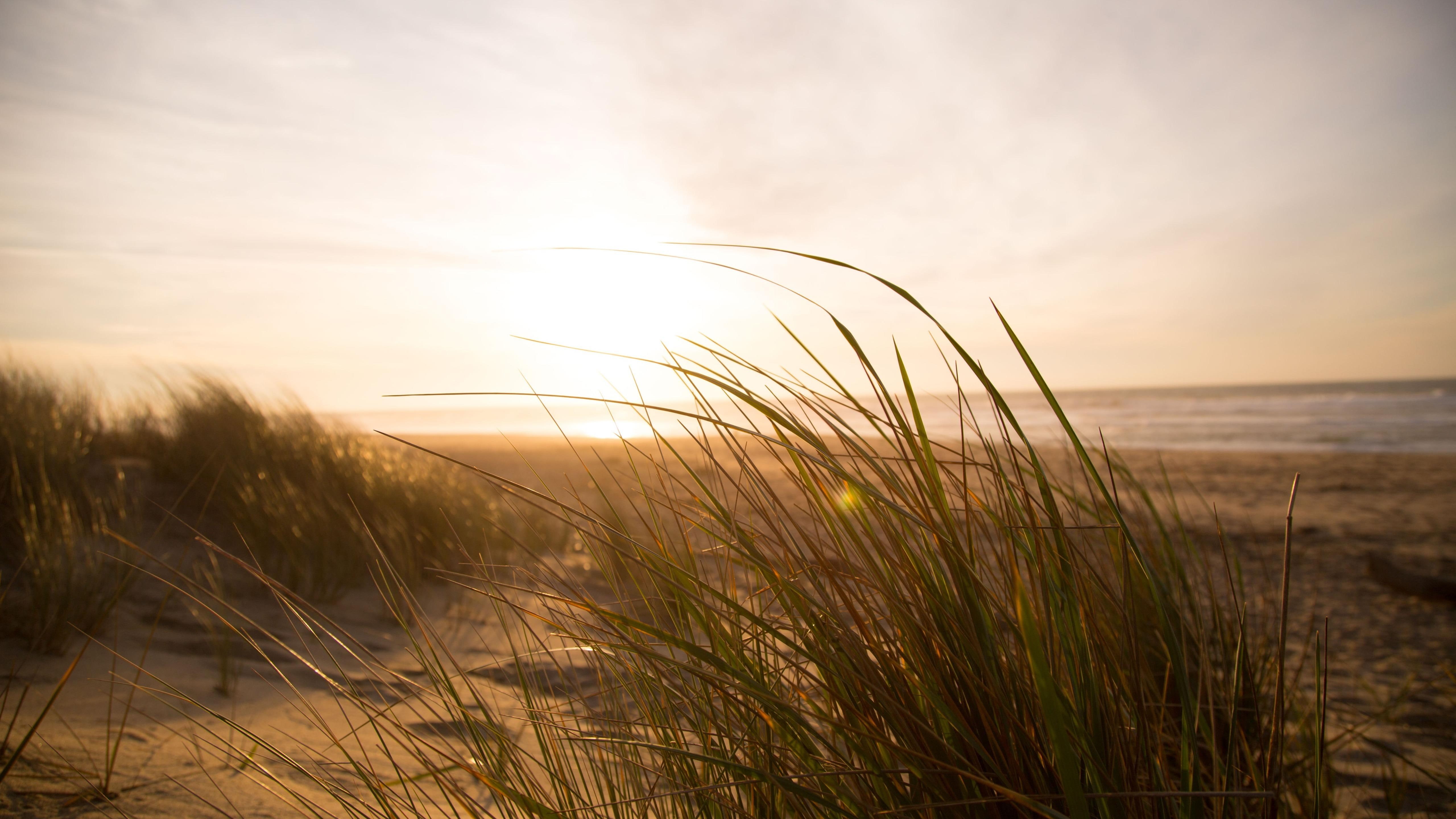 sea, sunlight, shore, grass, morning, sun, horizon, sandy, beach, sandy beach, 5K, sand, calm, dune, sky, HD Wallpaper