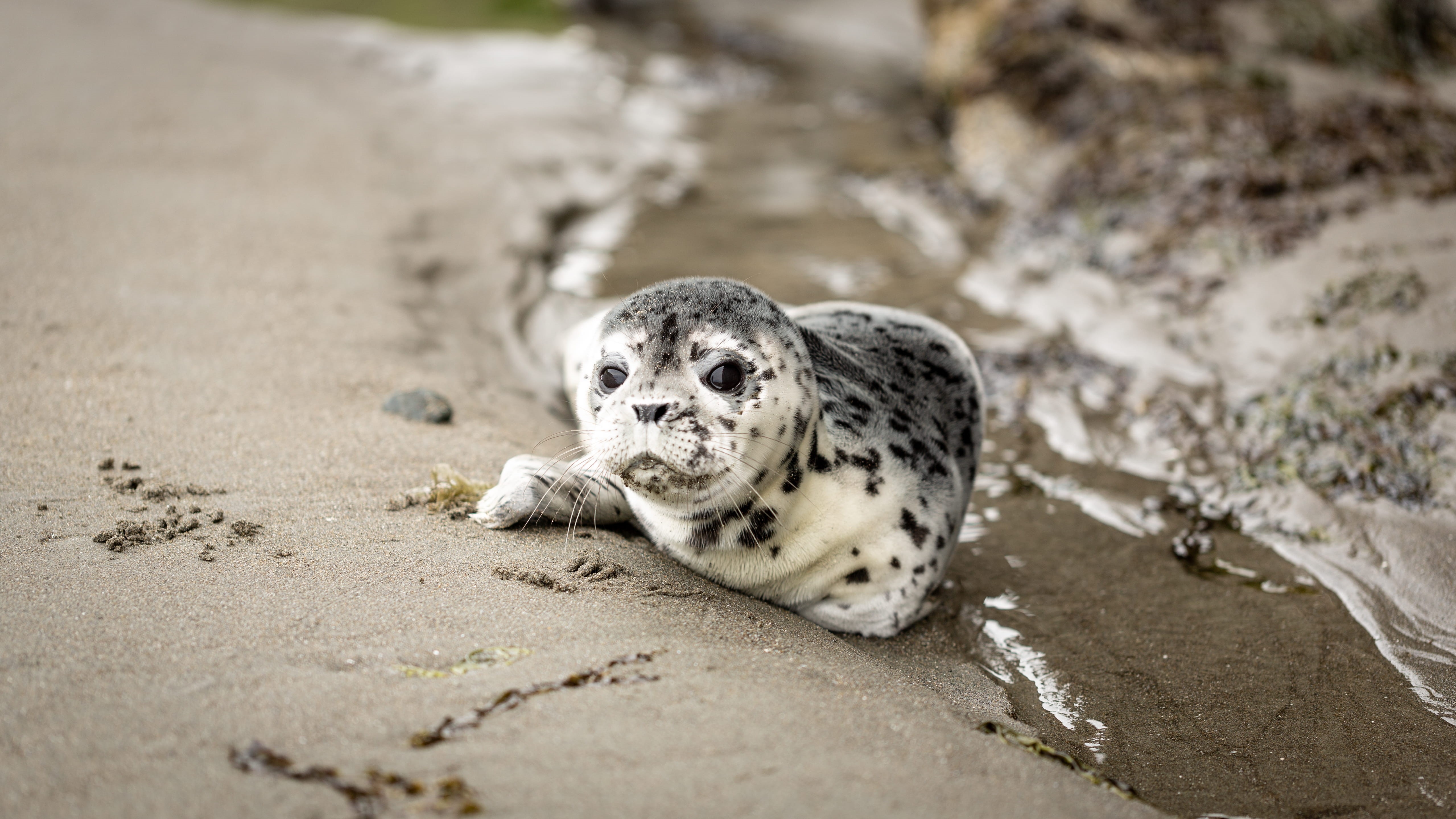 nature, little, mammal, wild, portrait, 4K, vertebrate, spotted, sandy beach, seashore, no people, animal wildlife, baby seal, looking at camera, young animal, HD Wallpaper