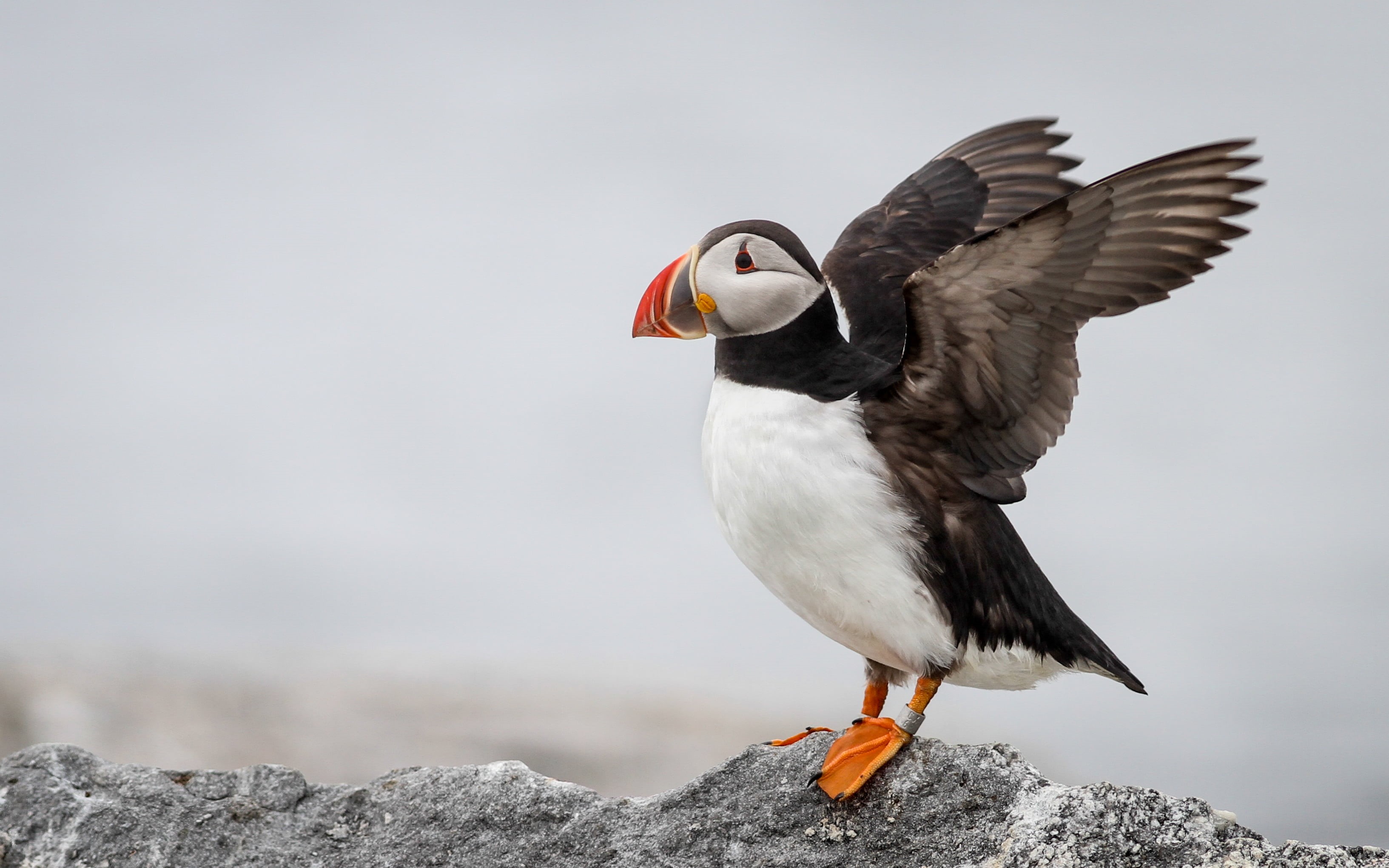 black, 2K, outdoors, nature, bird, white, animal, sea, grey, wildlife, rock, beak, puffin, animals In The Wild, atlantic, orange, HD Wallpaper
