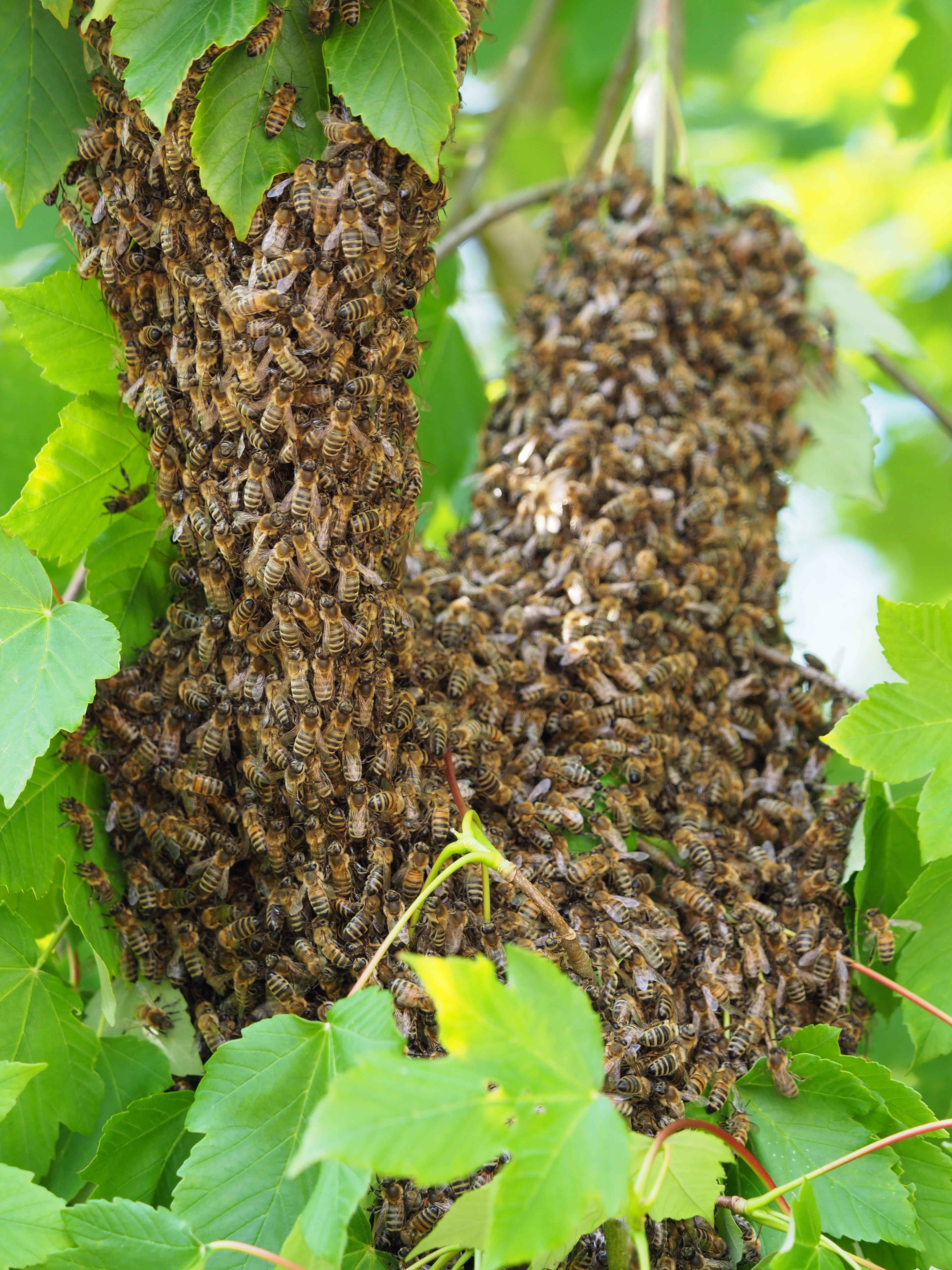 outdoors, plant, honey bee, animal, large group of animals, bees, beehive, group of animals, day, beauty in nature, growth, animal wildlife, animals in the wild, Phone HD Wallpaper