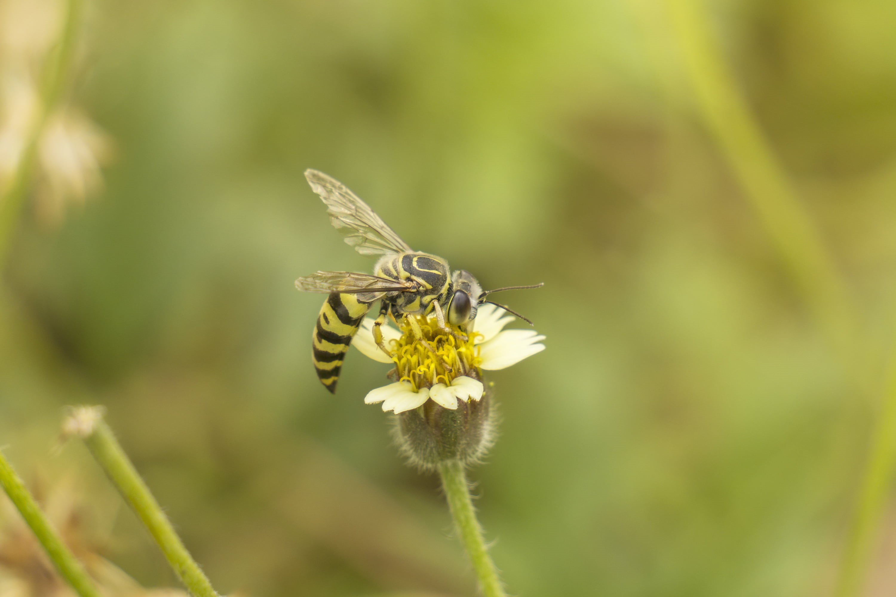 outdoors, Outdoor, Honey bee, petaled, macro, Insect, Sony A6000, pollen, white, 2K, close up, bee, 16mm, sel55210, pollination, flower, black, nature, HD Wallpaper