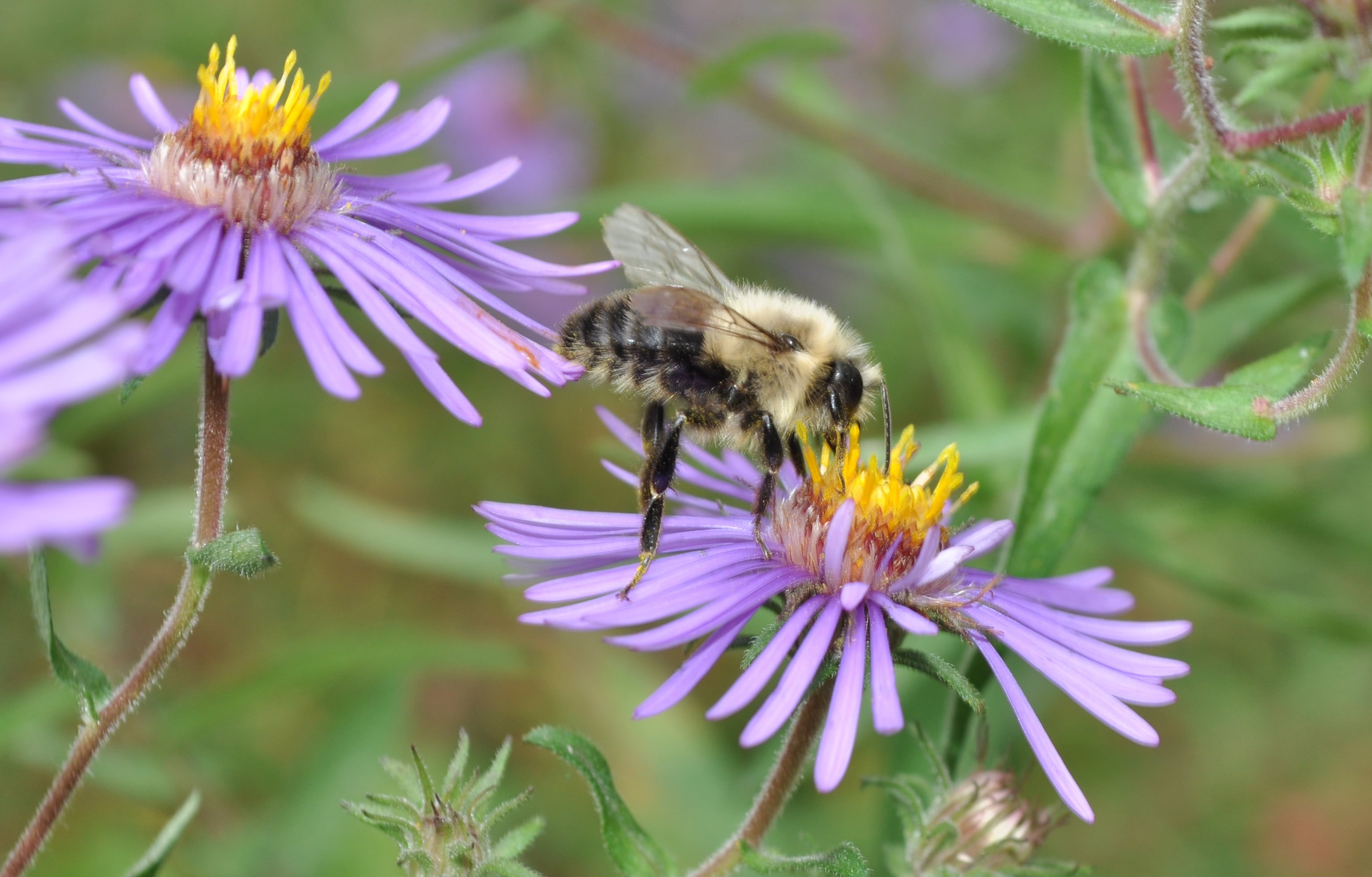 DSC, close-up, insect, macro, honey, petaled, 2K, pollination, bee, summer, pollen, lavender, flower  garden, flower, Vermont, Brattleboro, nature, plant, HD Wallpaper