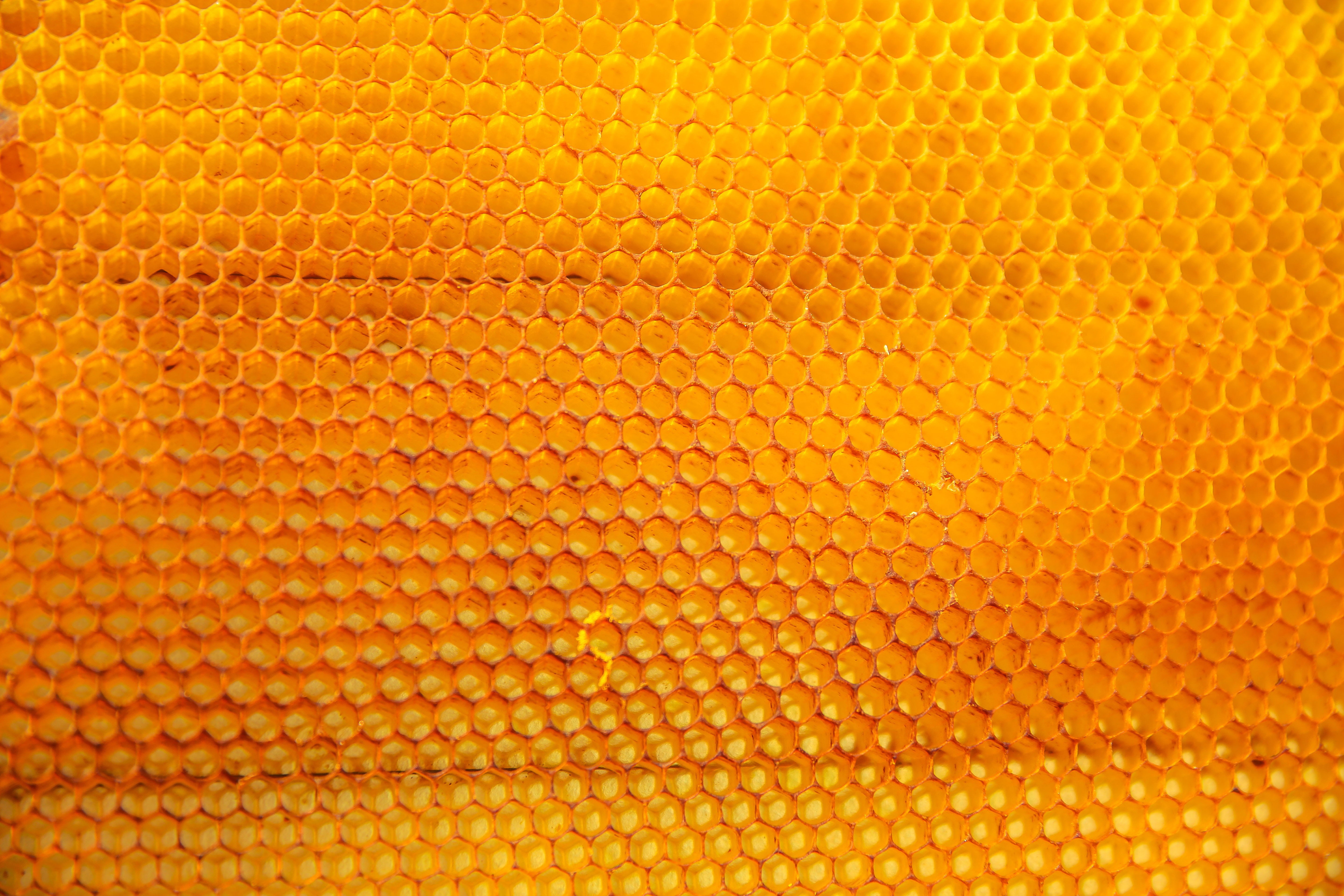 macro, no people, orange color, textured, textile, backgrounds, wire, rough, pattern, design, 5K, animal themes, abstract, extreme close-up, nature, paper, HD Wallpaper