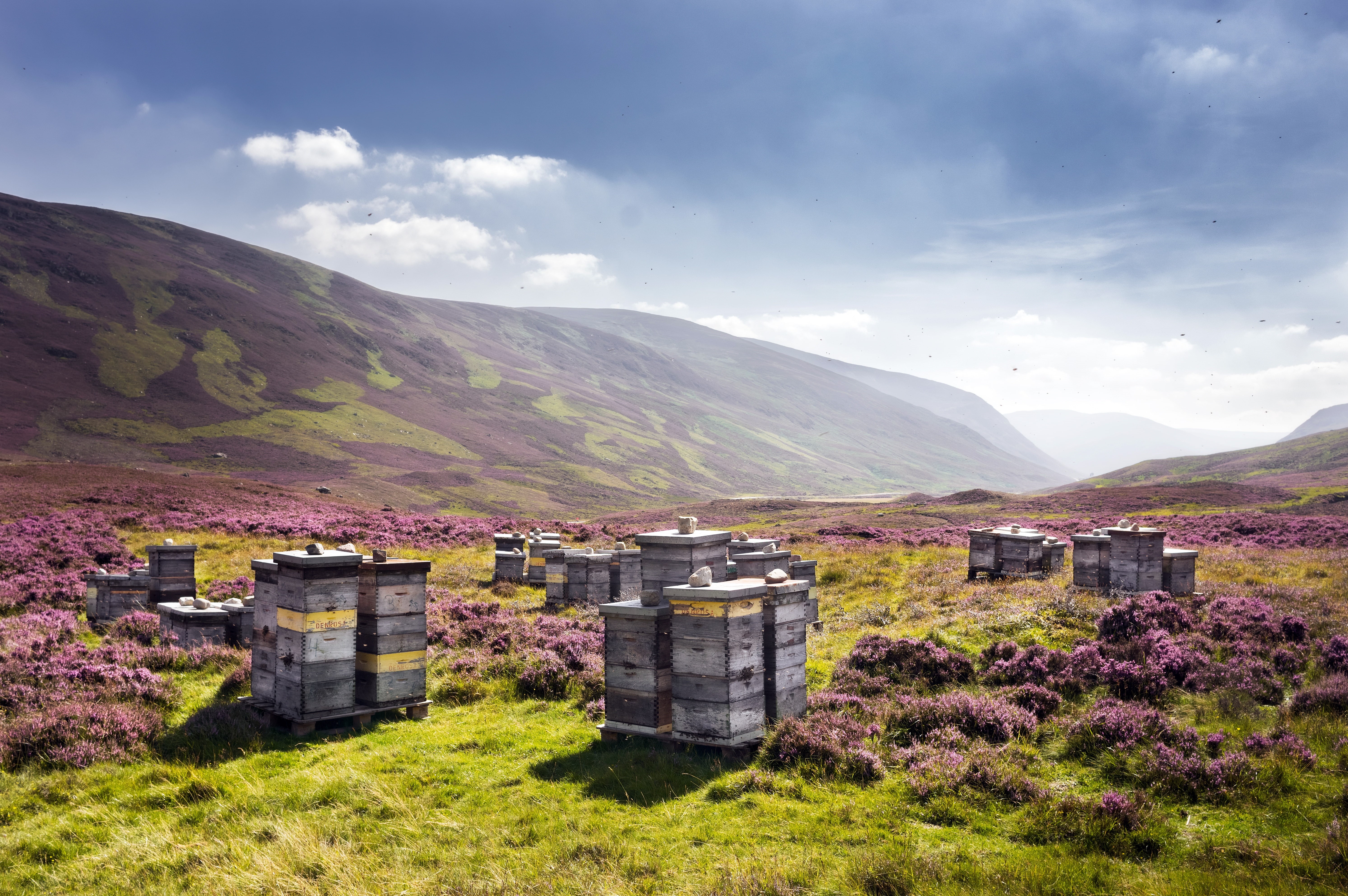 beehive, Auchallater, United Kingdom, 5K, nature, Scotland, apiary, HD Wallpaper
