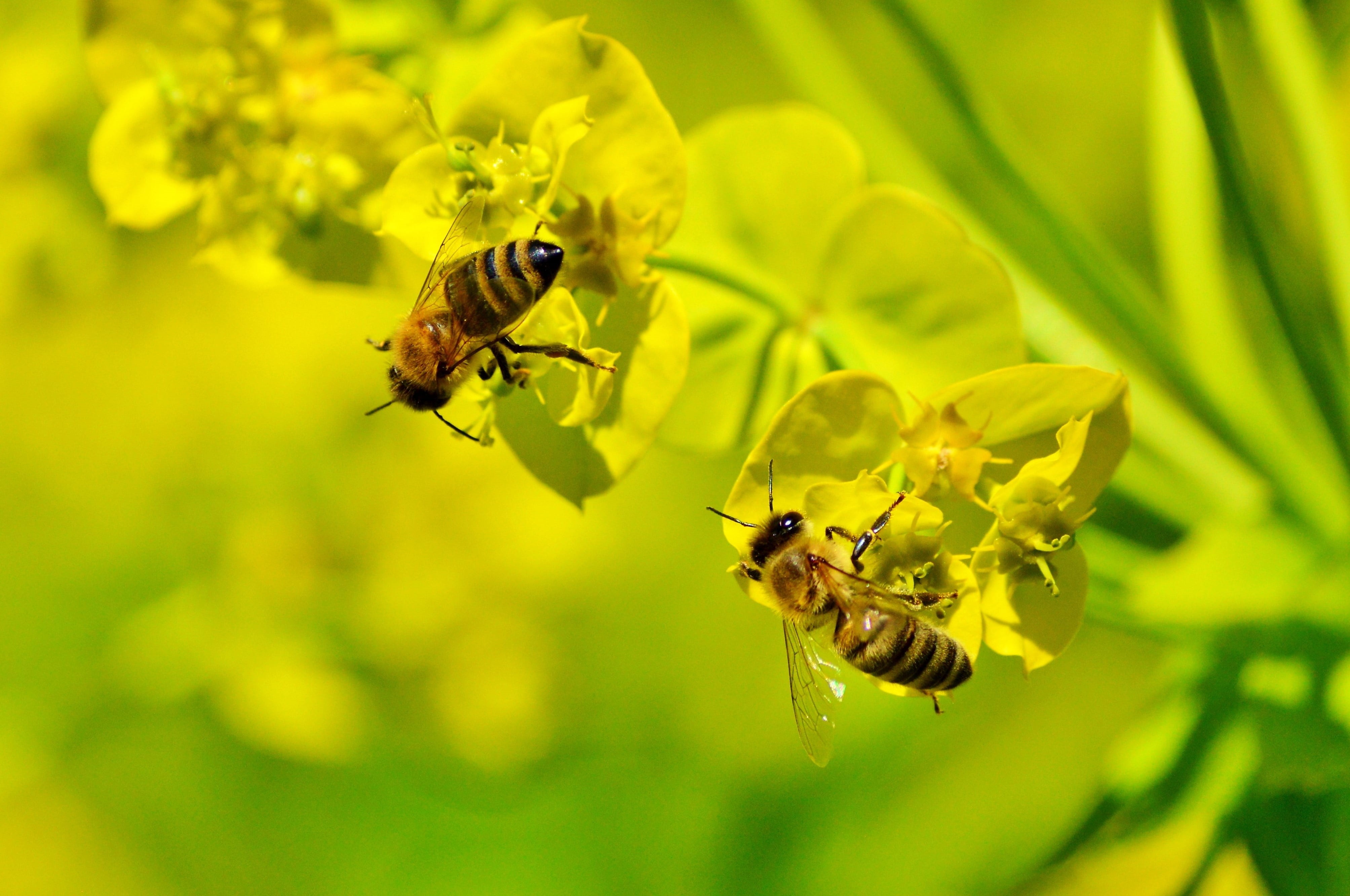 animal world, close-up, bloom, pollination, blossom, invertebrate, plant, yellow, hard working, flower, petal, beehive, flower head, flowering plant, busy bee, HD Wallpaper