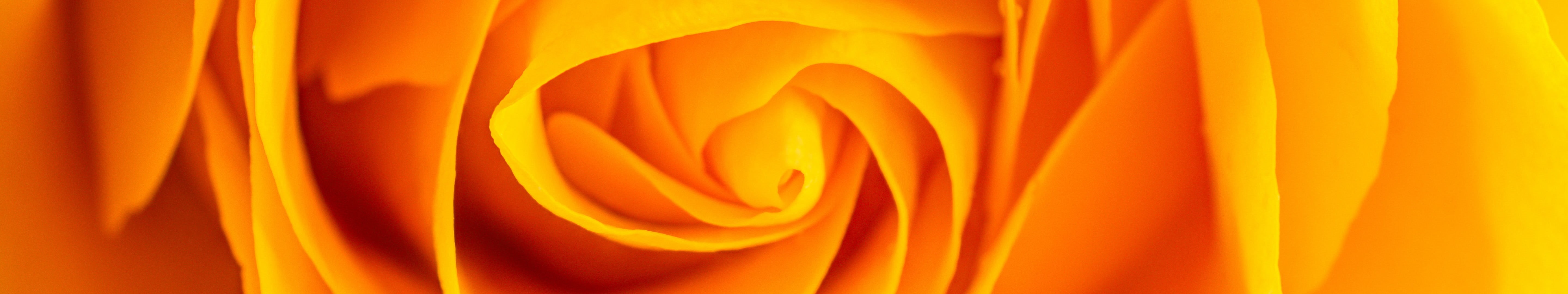floral, yellow, growth, spaghetti, plant, orange, nature, 5K, indoors, textured, freshness, flowers, orange color, beauty in nature, close-up, rose, pattern, HD Wallpaper