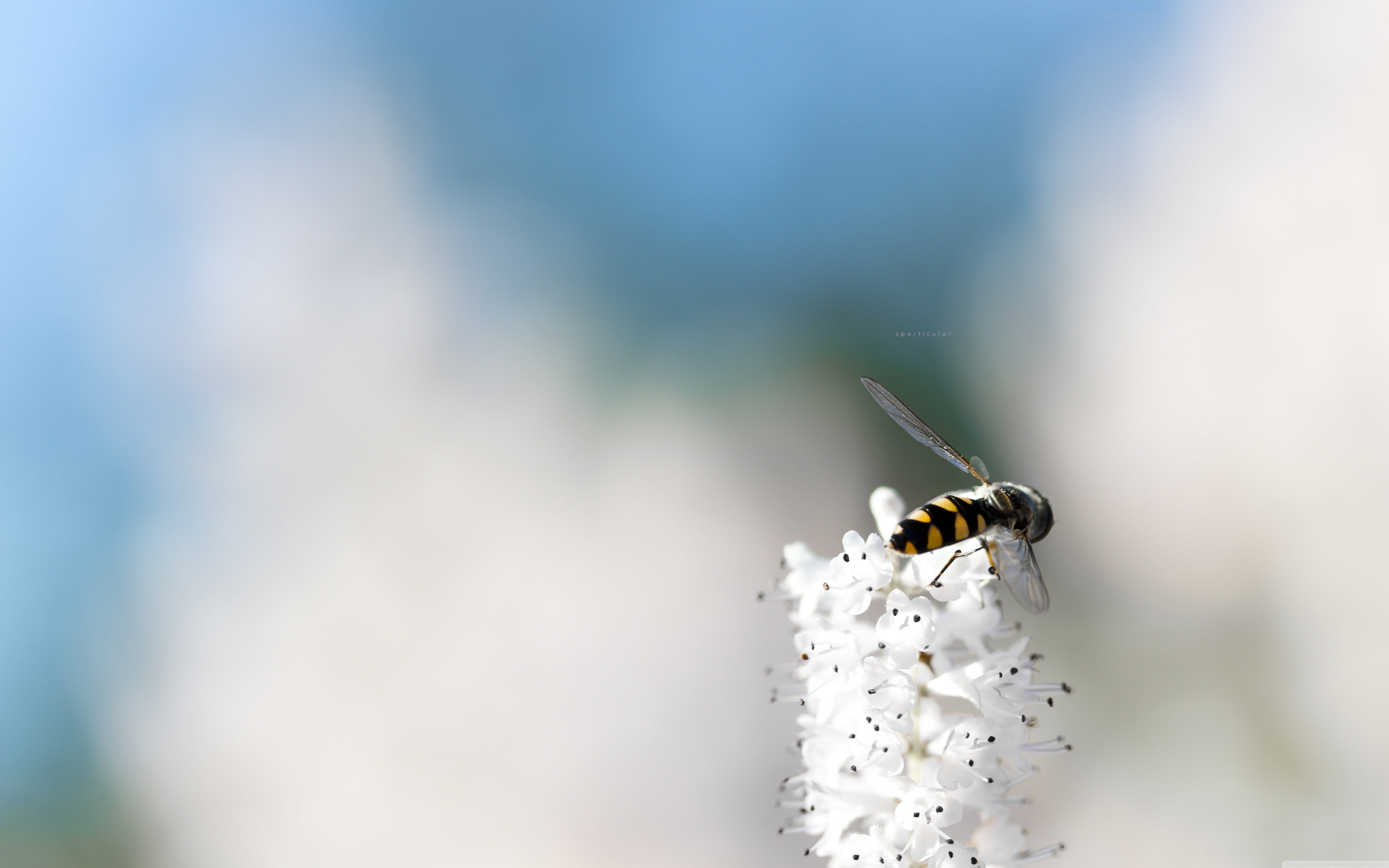 flower head, invertebrate, black, fragility, animal wildlife, simple background, selective focus, minimalism, animals in the wild, yellow, plant, one animal, HD Wallpaper