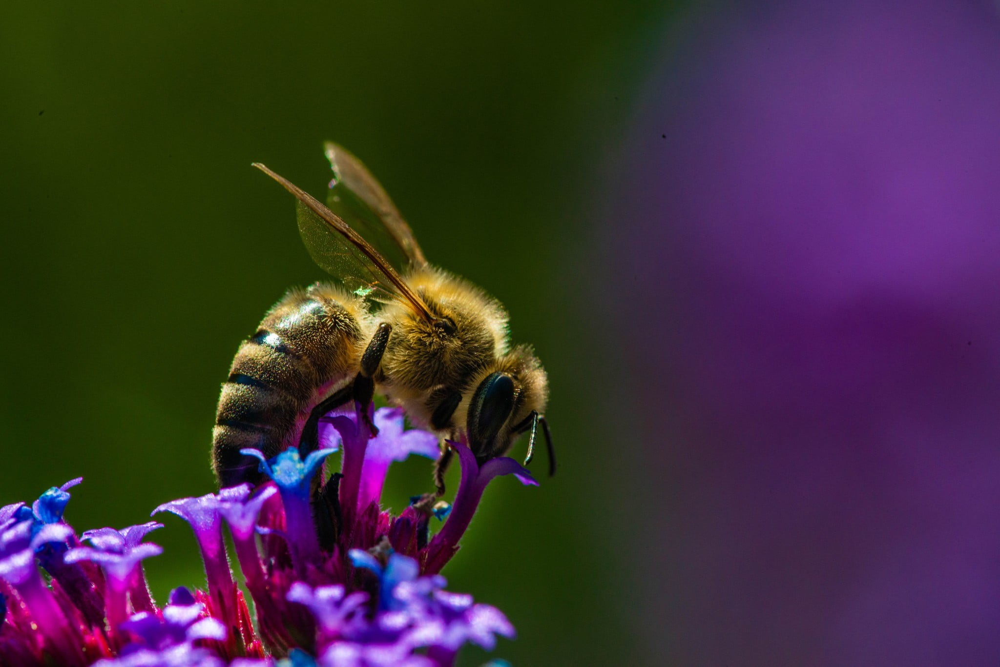 macro, flowering plant, animals in the wild, bee, bumblebee, pollen, invertebrate, animal wildlife, animals, close-up, plant, one animal, beauty in nature, HD Wallpaper